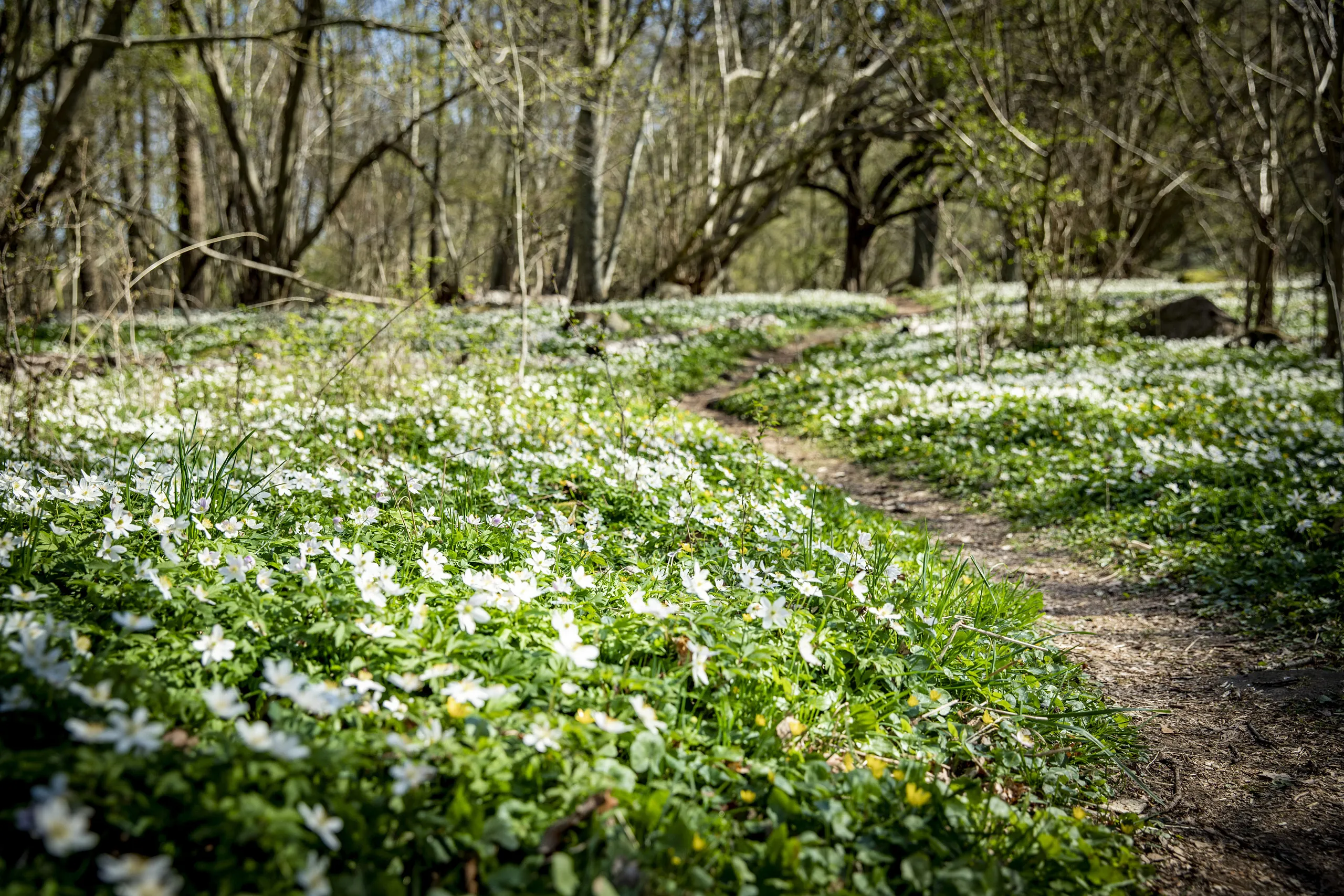 Stig genom ett hav av vitsippor