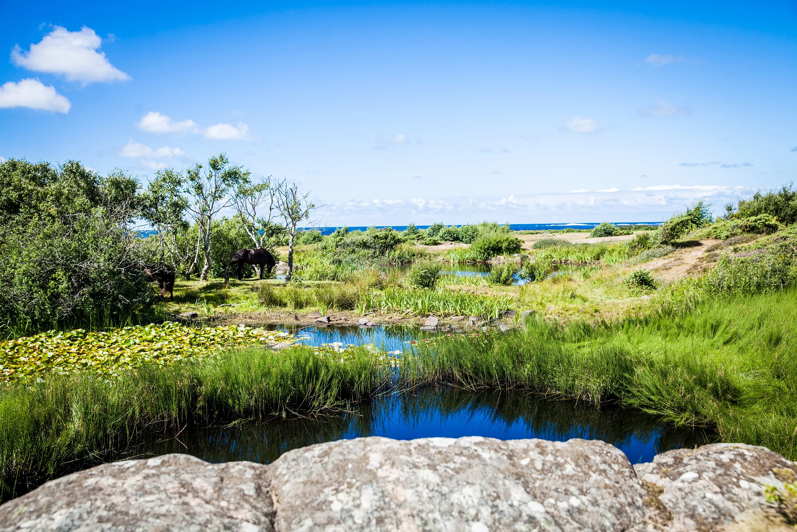Växtlighet på strandängen utmed havet