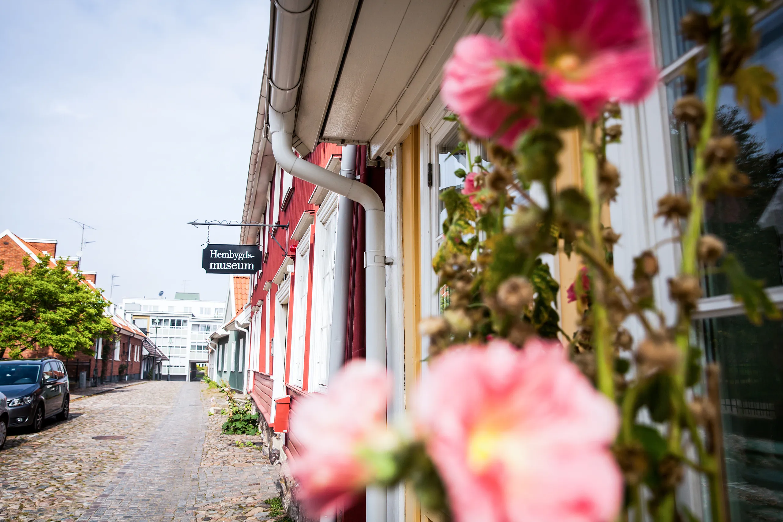 Stockrosor intill husväggen