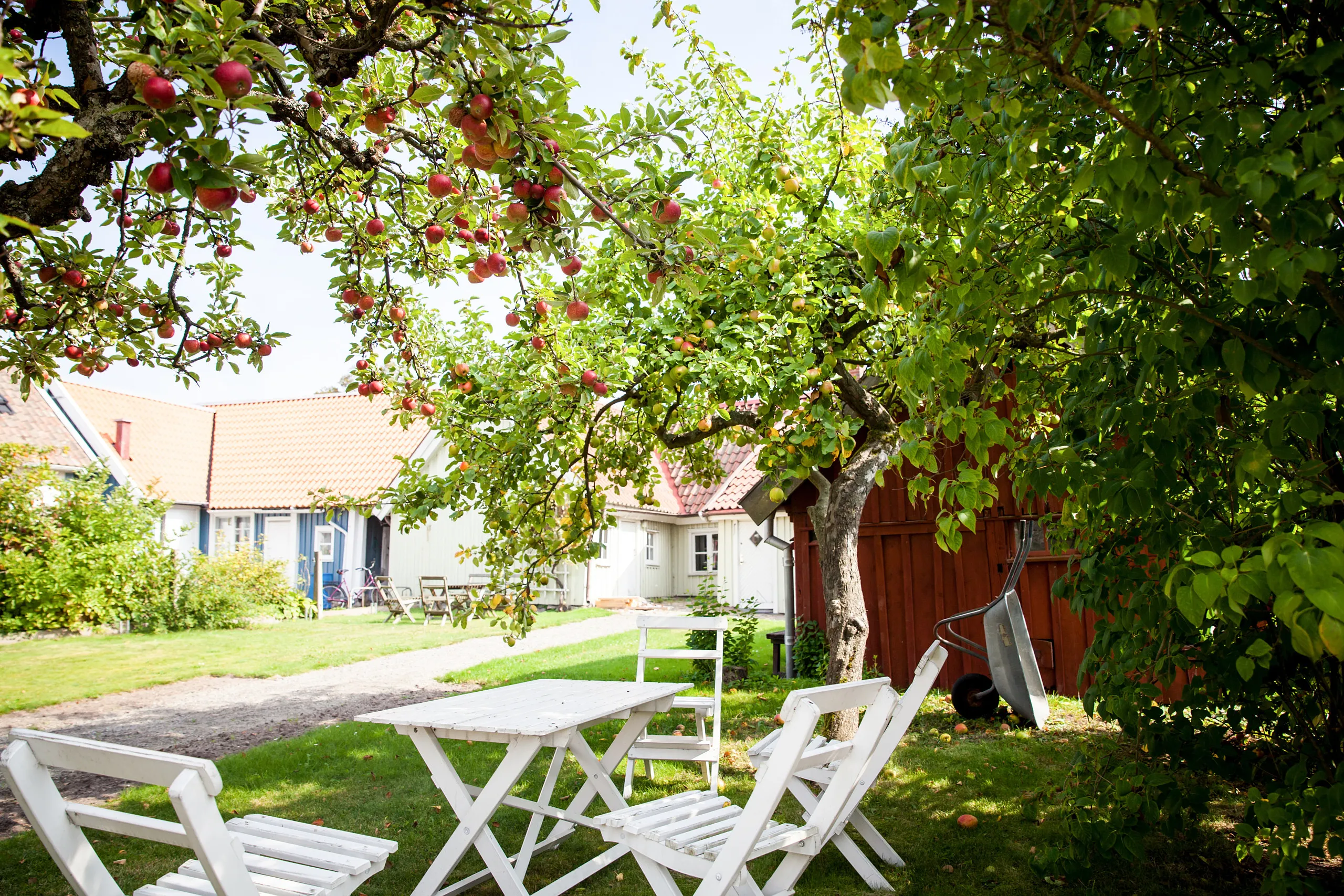Grönskande trädgård med vitt utebord och äppelträd