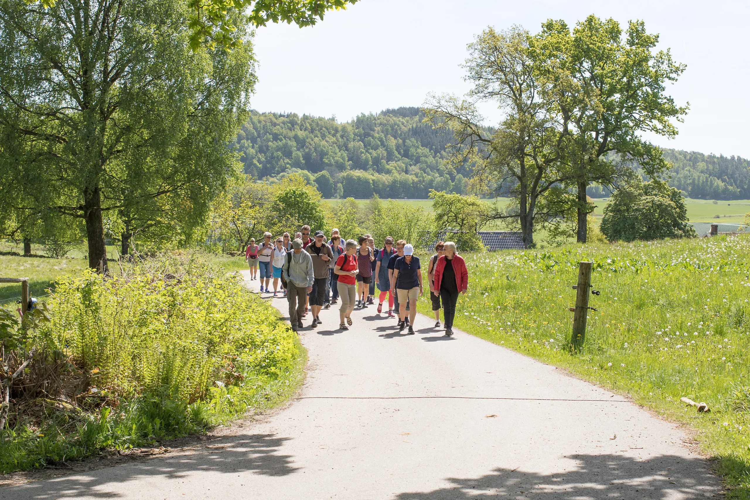 EN grupp som vandrar på en landsväg i grönt landskap.