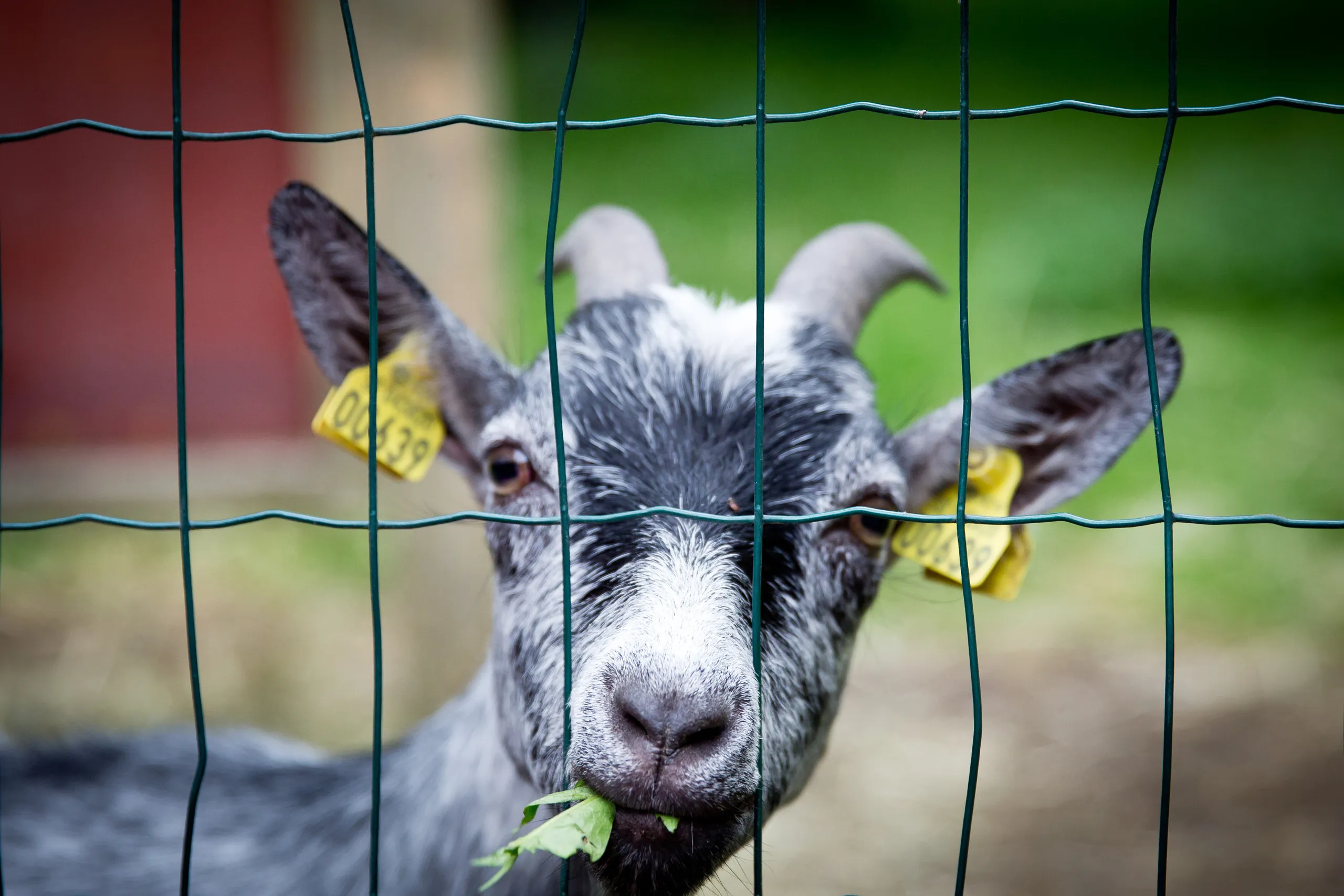 Närbild på get på Vallarnas minizoo