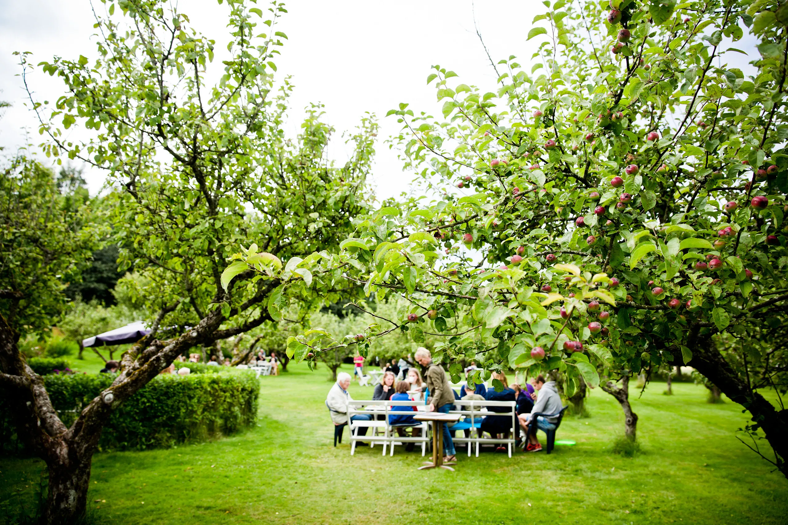 Fikande människor i grönskan av äppelträd