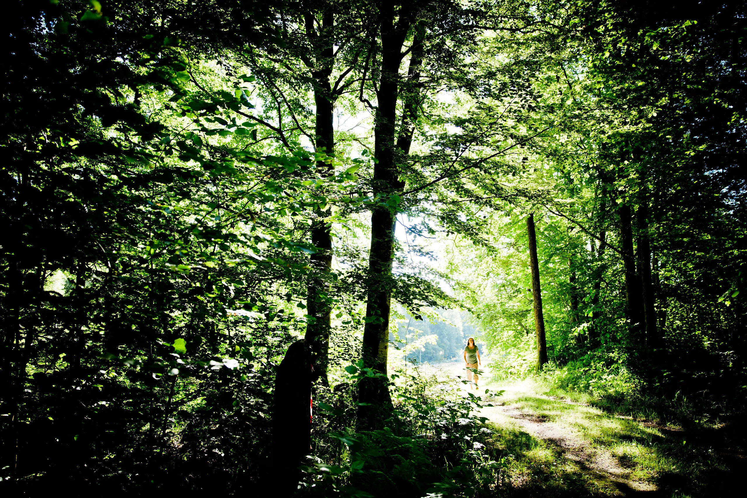 Grön skog med promenerande kvinna på avstånd