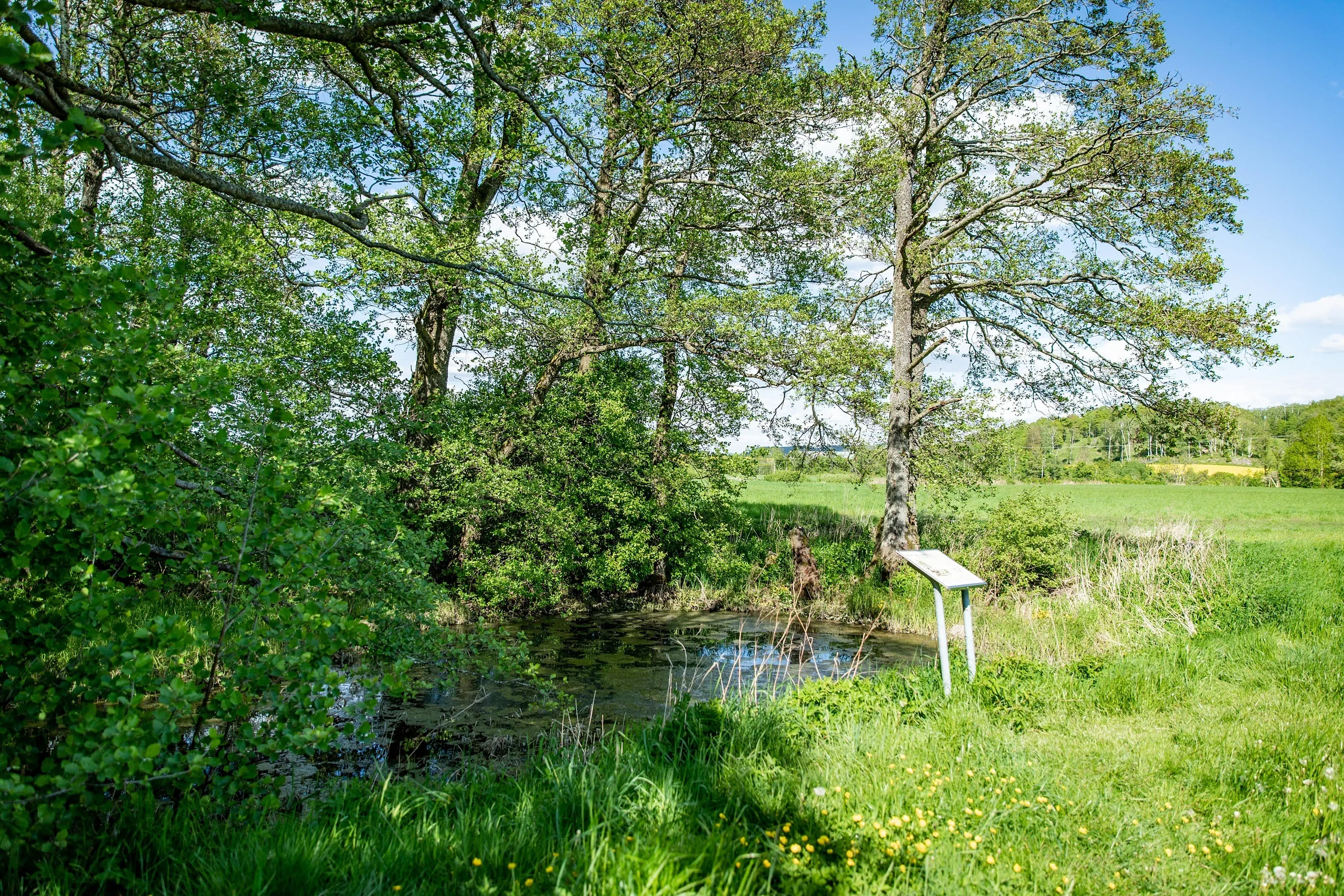 Naturskön källa med ängar och åkrar runtomkring