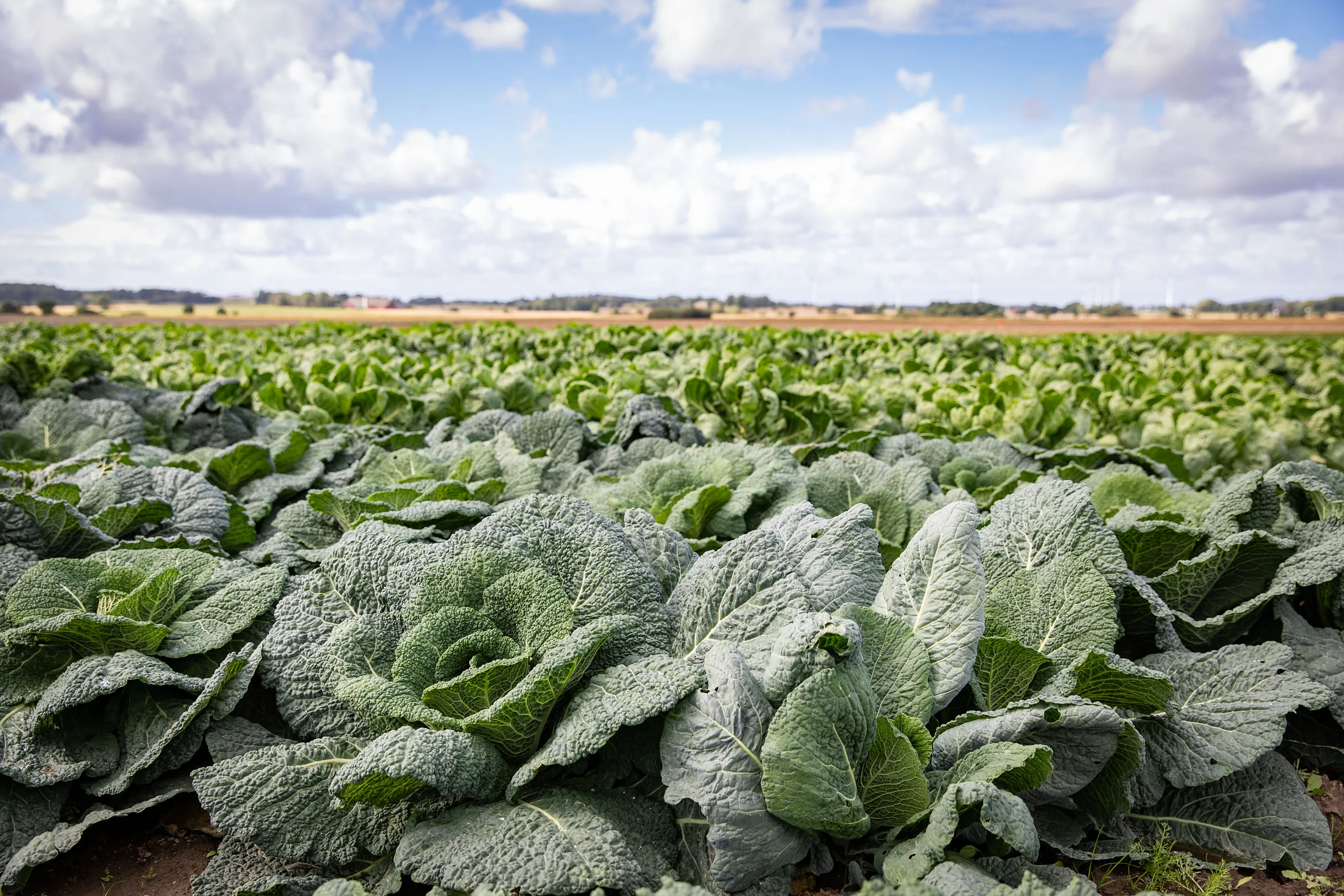 Fält med kål.