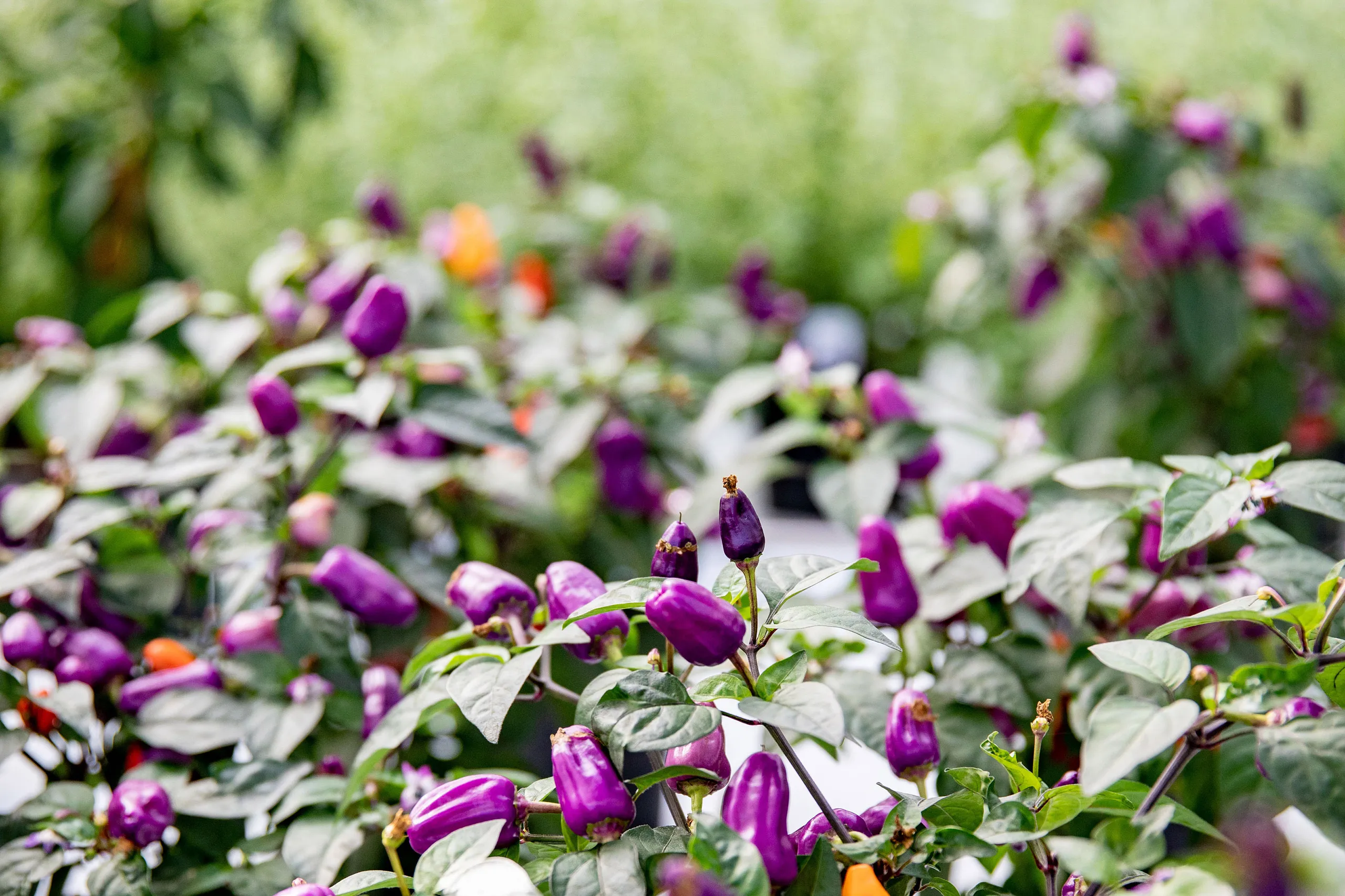 Lila chili i krukor.