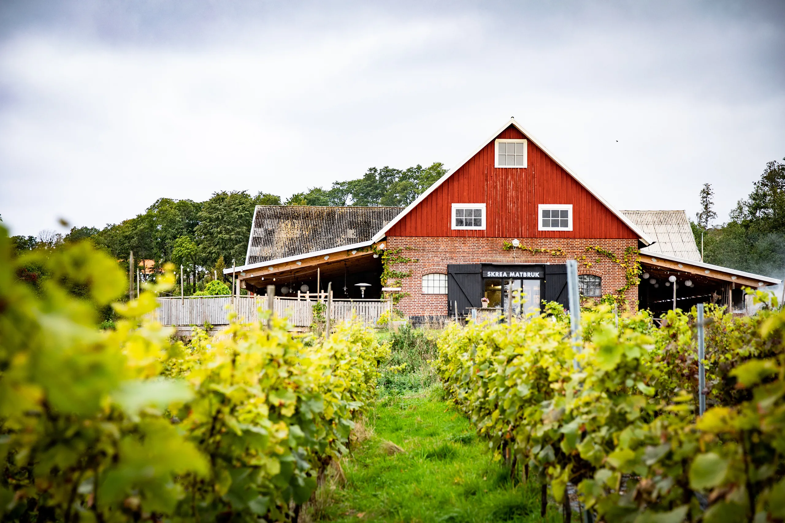 Röd lada med vinfält framför.