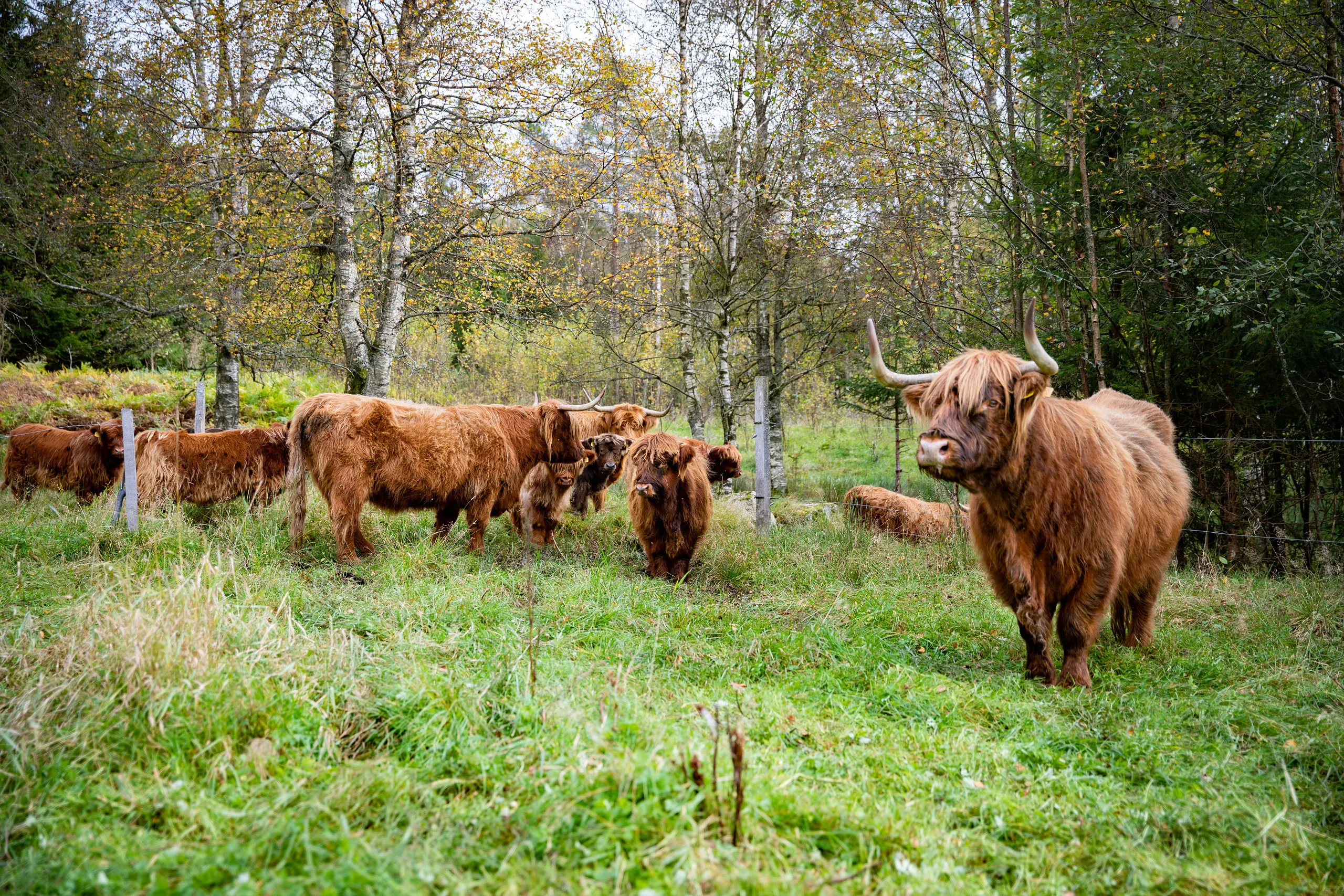 En grupp med High land cattle i en hage.
