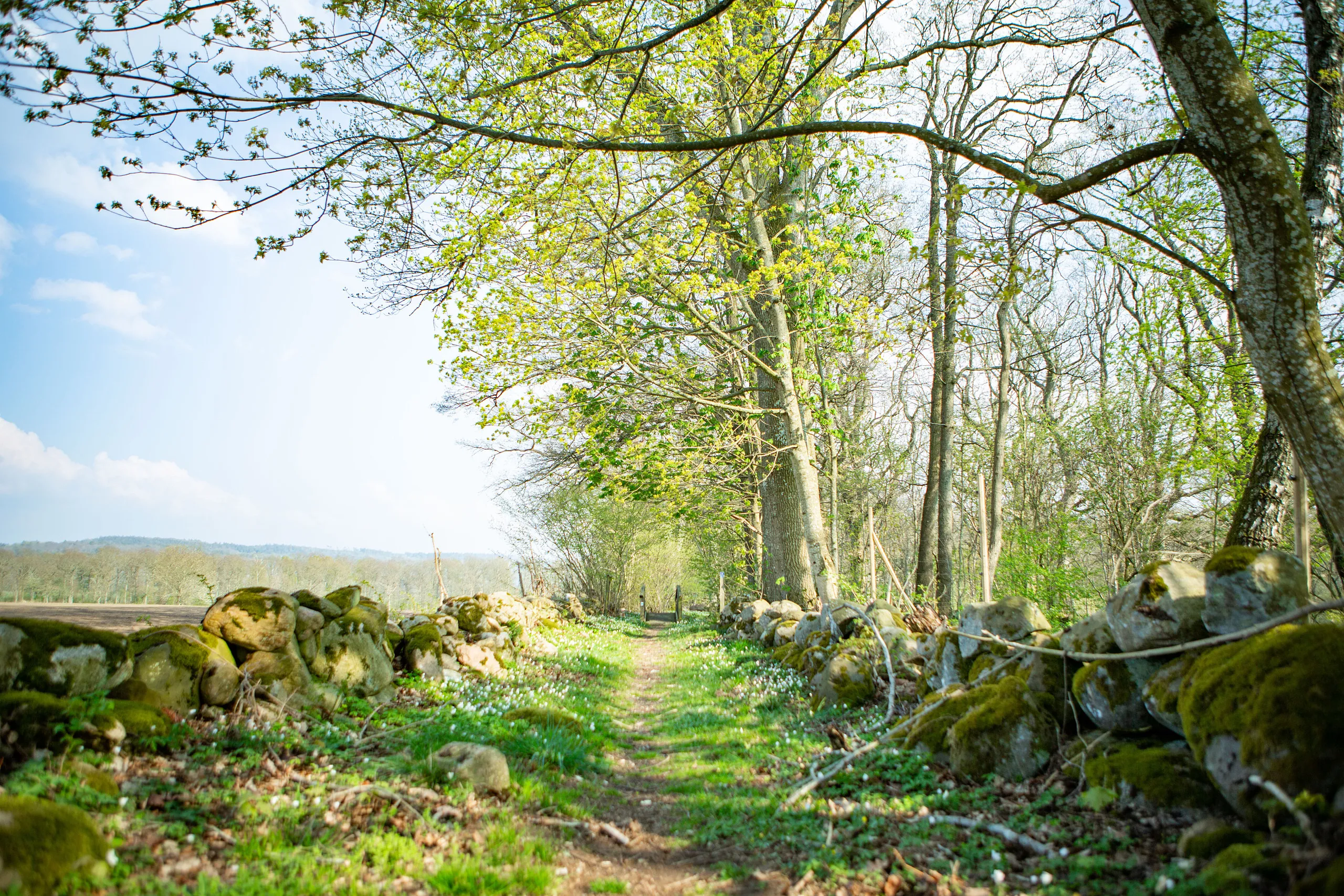 Grusväg intill gärdsgård och vitsippor