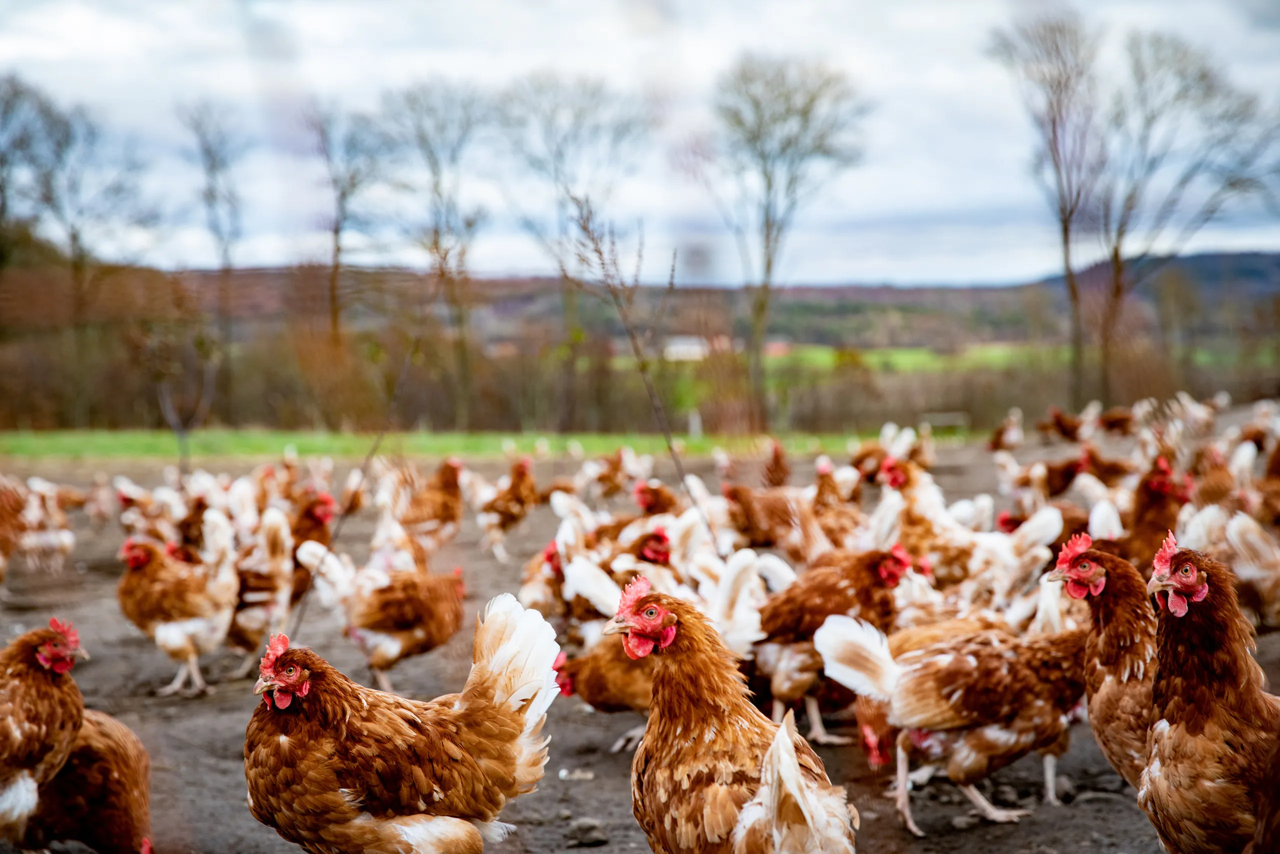 Hönor som går ute.