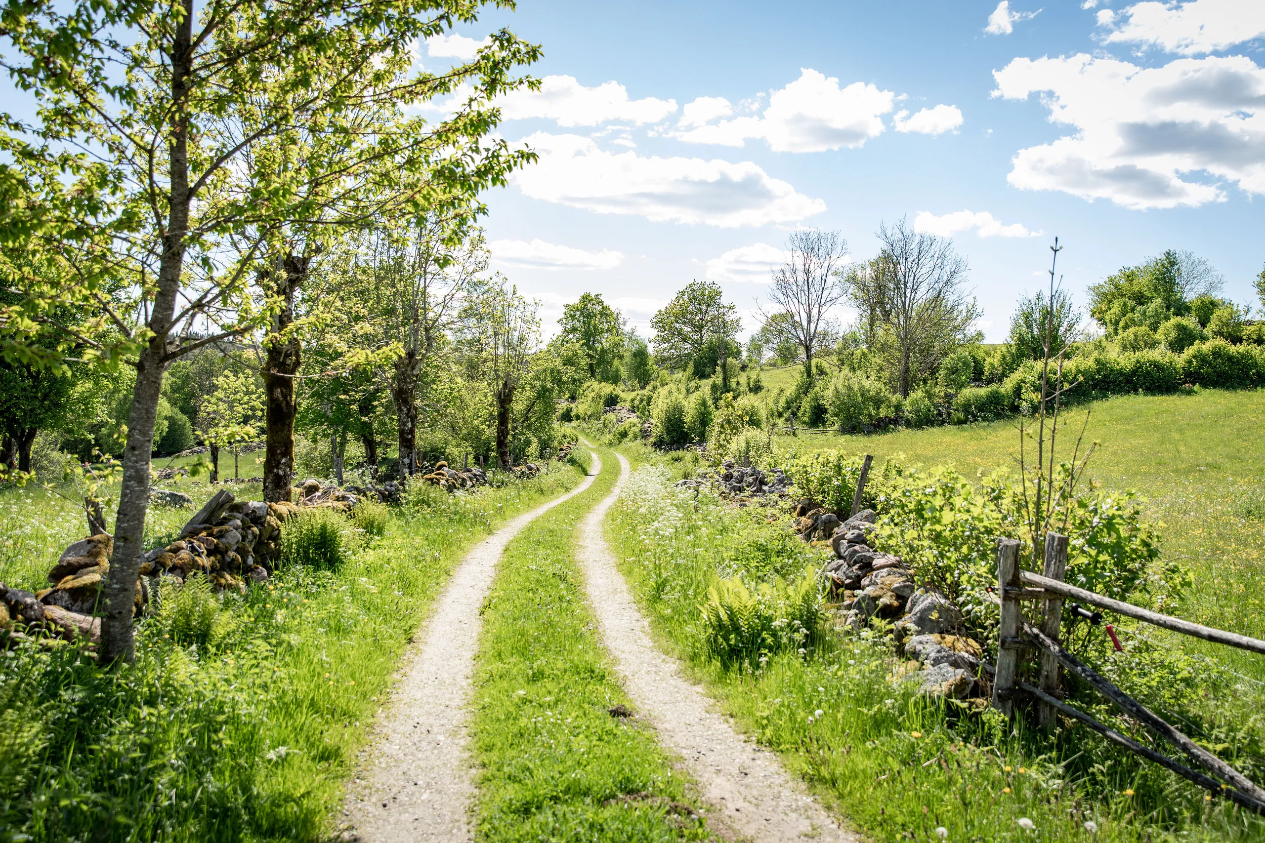 Grön landsväg med gärdsgård och åkrar vid sidan av