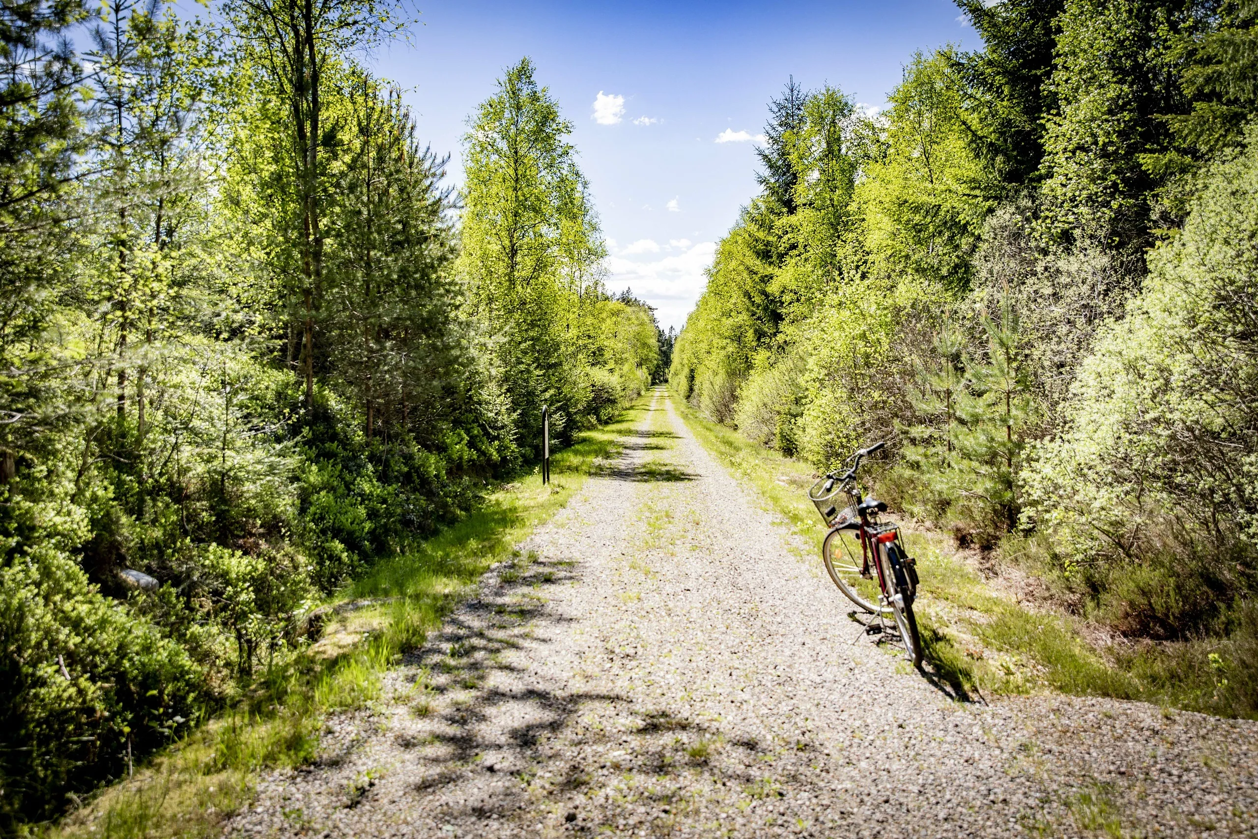 Grusväg i mitten med en cykel längs kanten blev träden