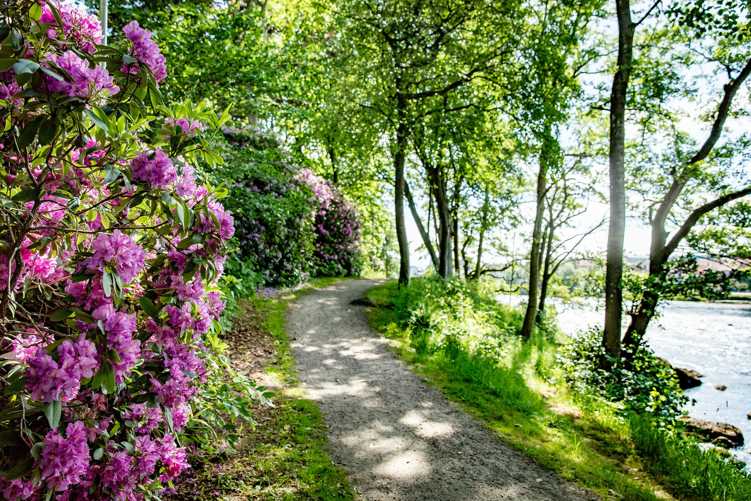 Doktorspromenardens stig med rhododendron