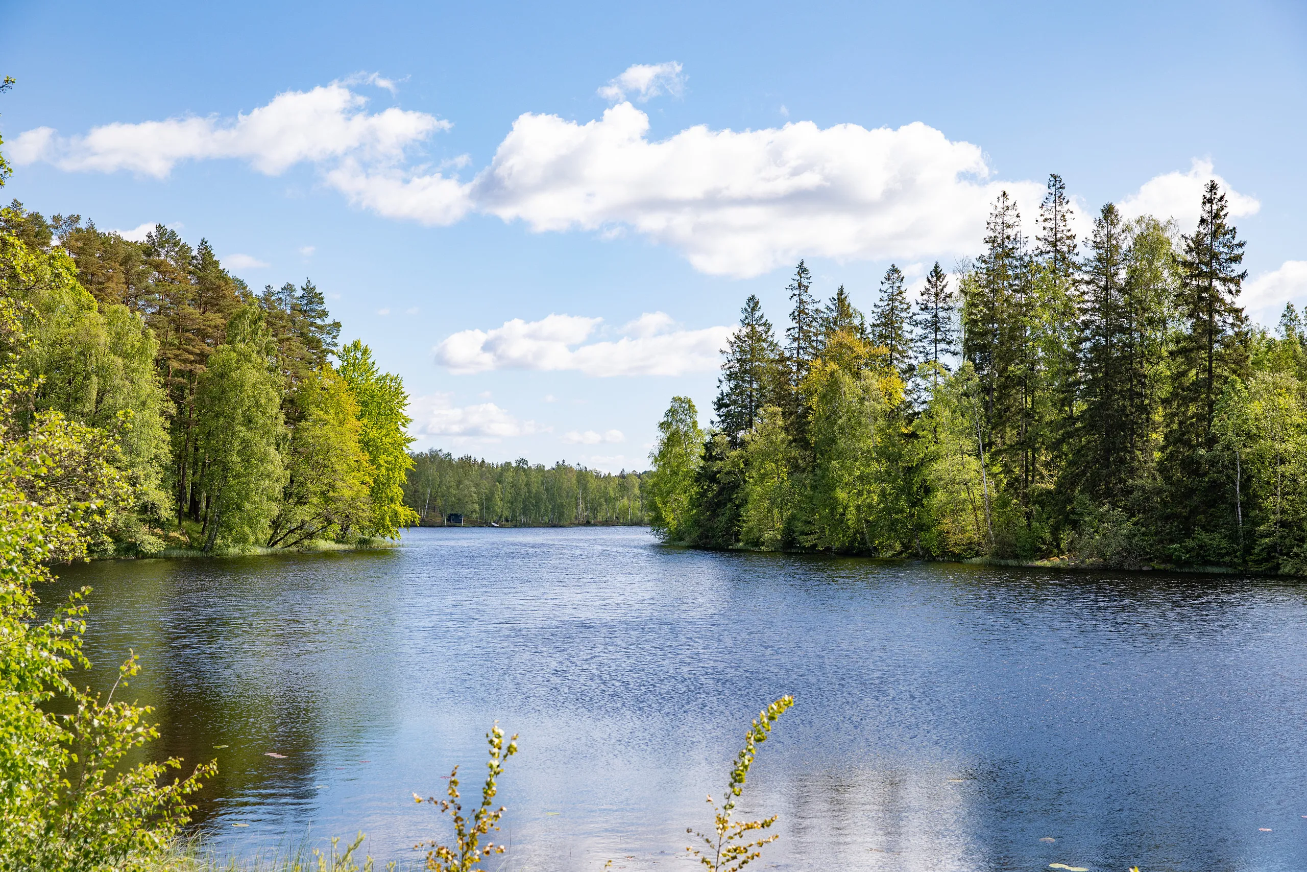 Sjö med skog runt omkring