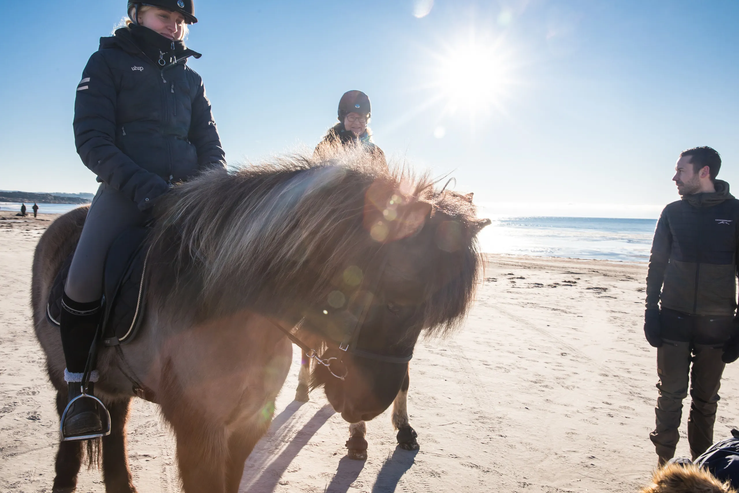Islandshäst på stranden