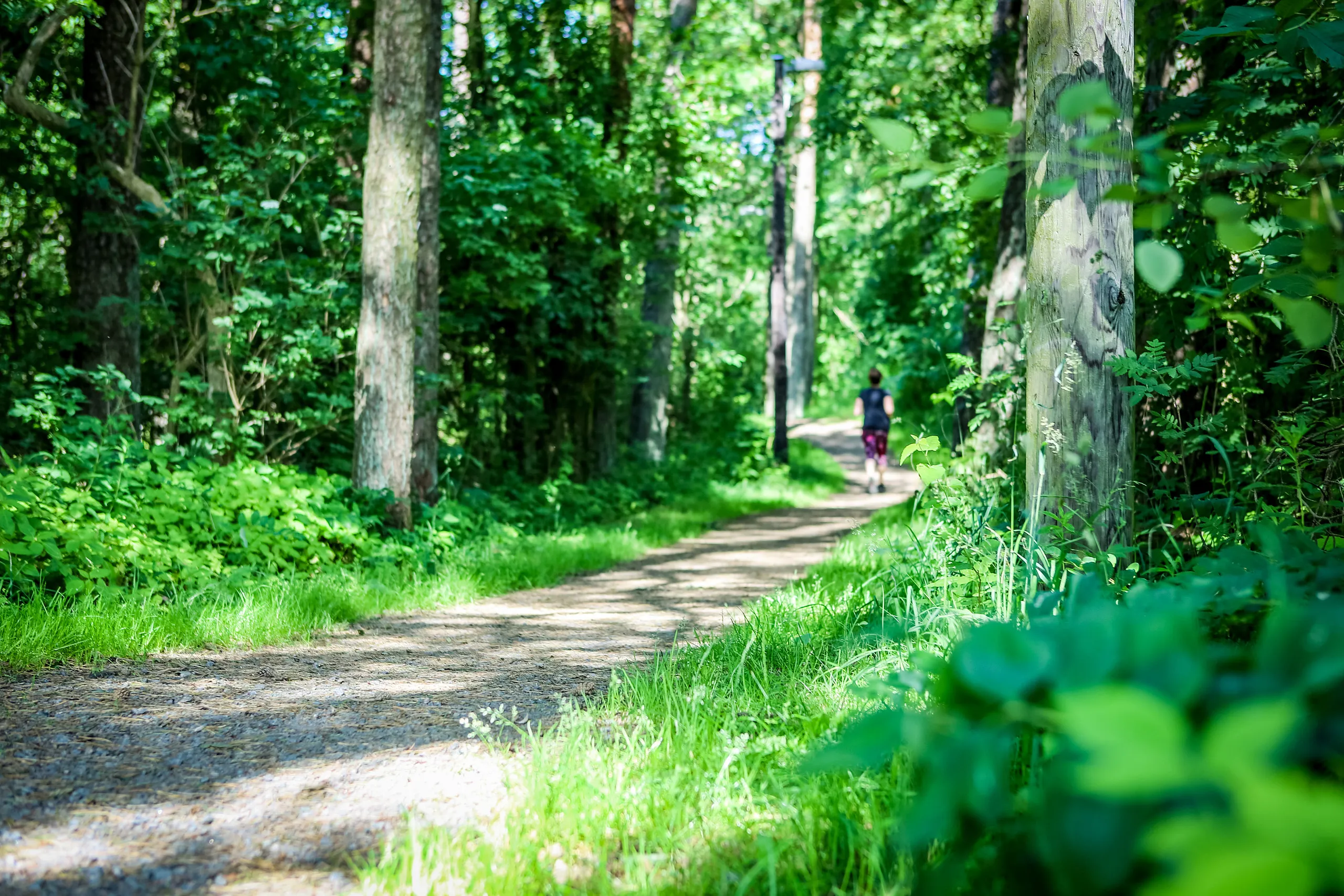 Motionsslinga med en joggare i spåren i skogen