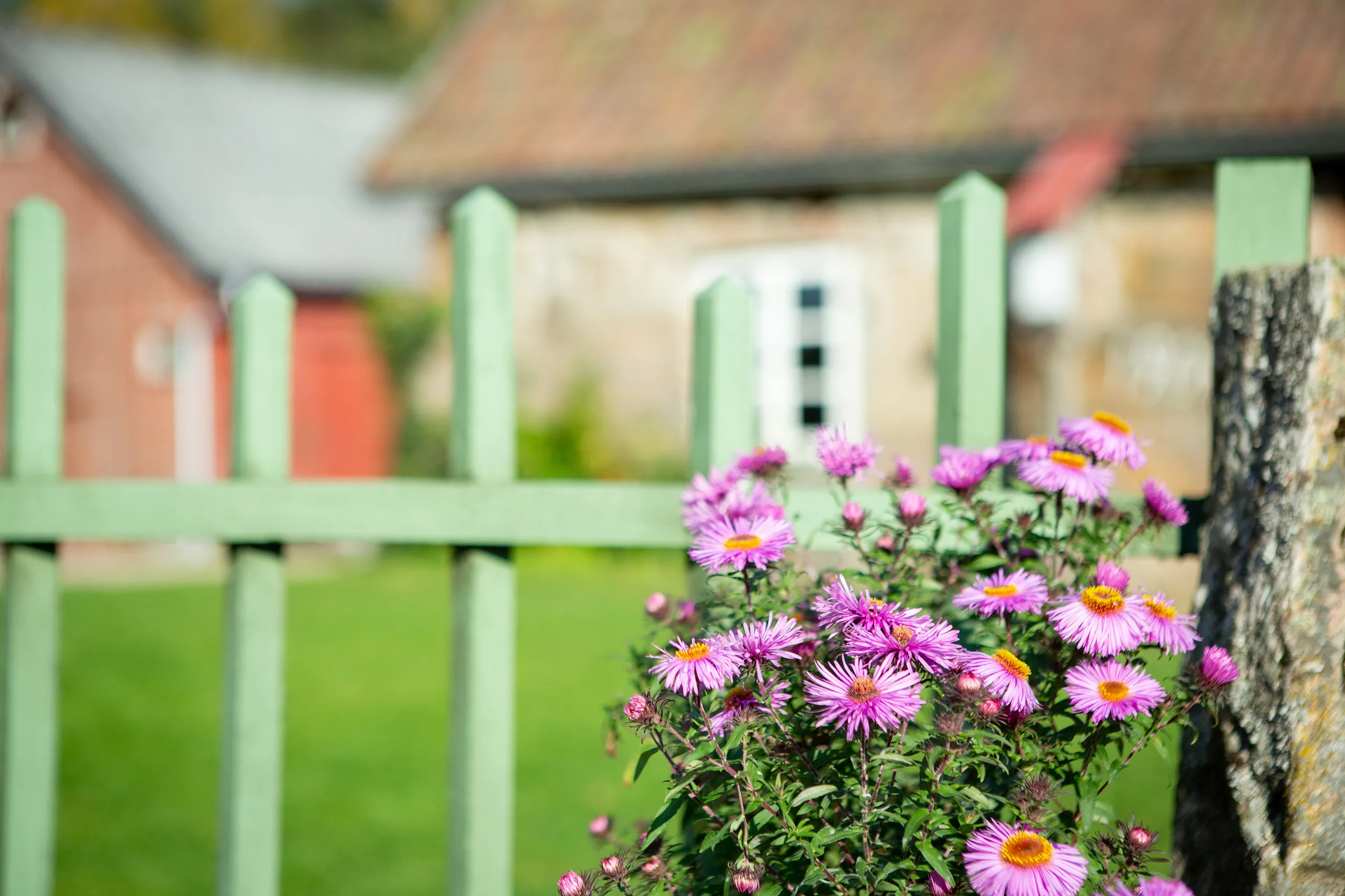 Grönt staket med lila blommor framför