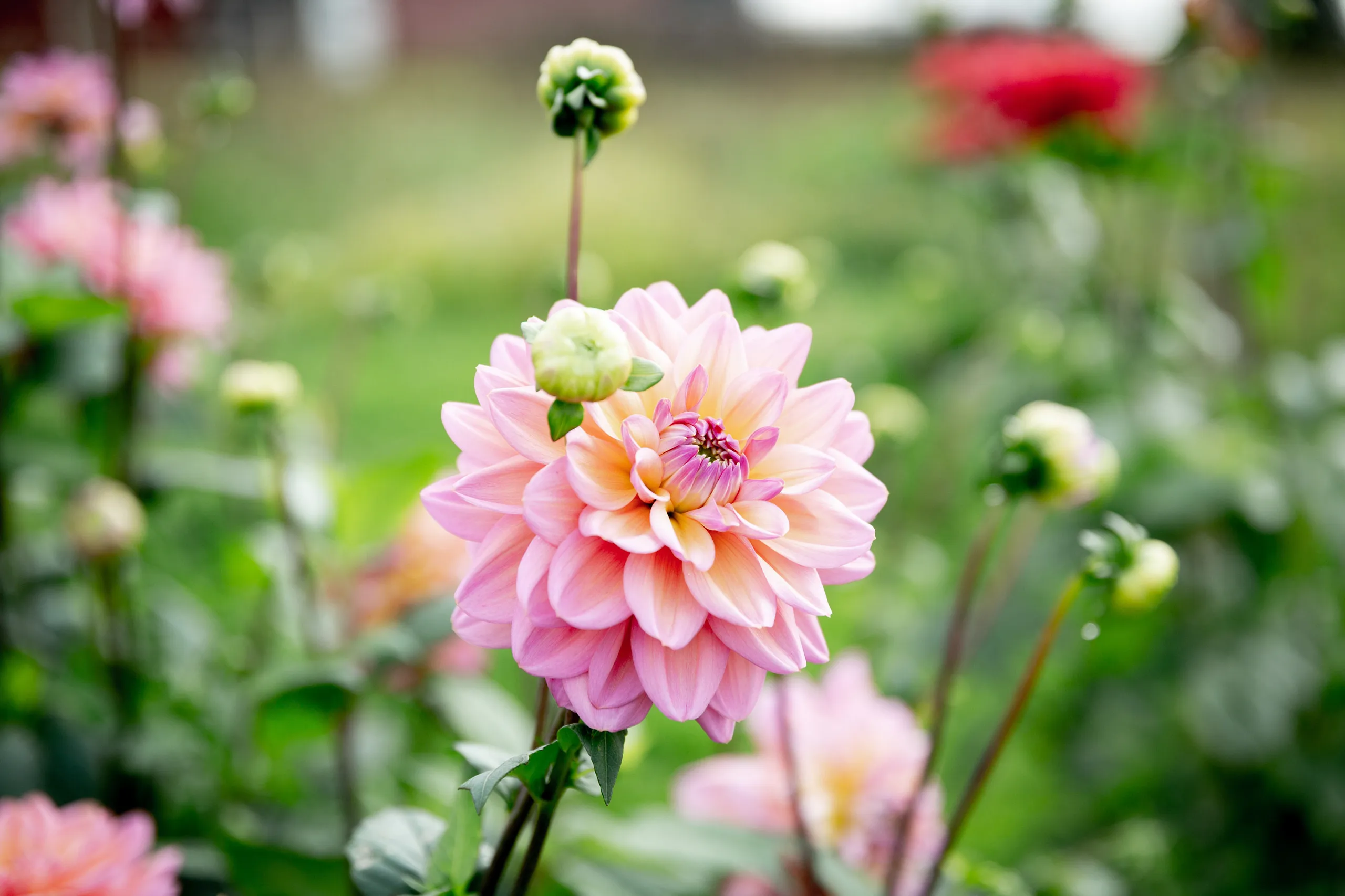 Närbild på rosa blomma