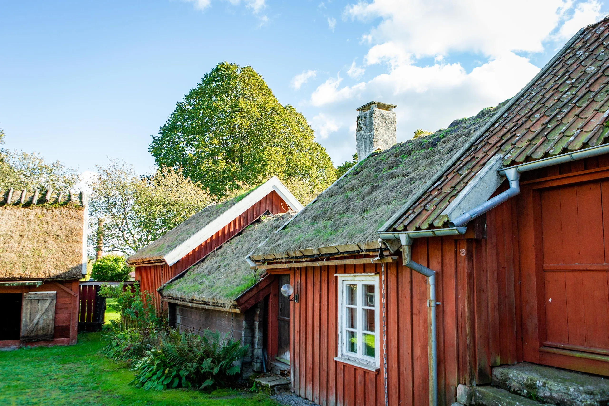 En röd hallandslänga.