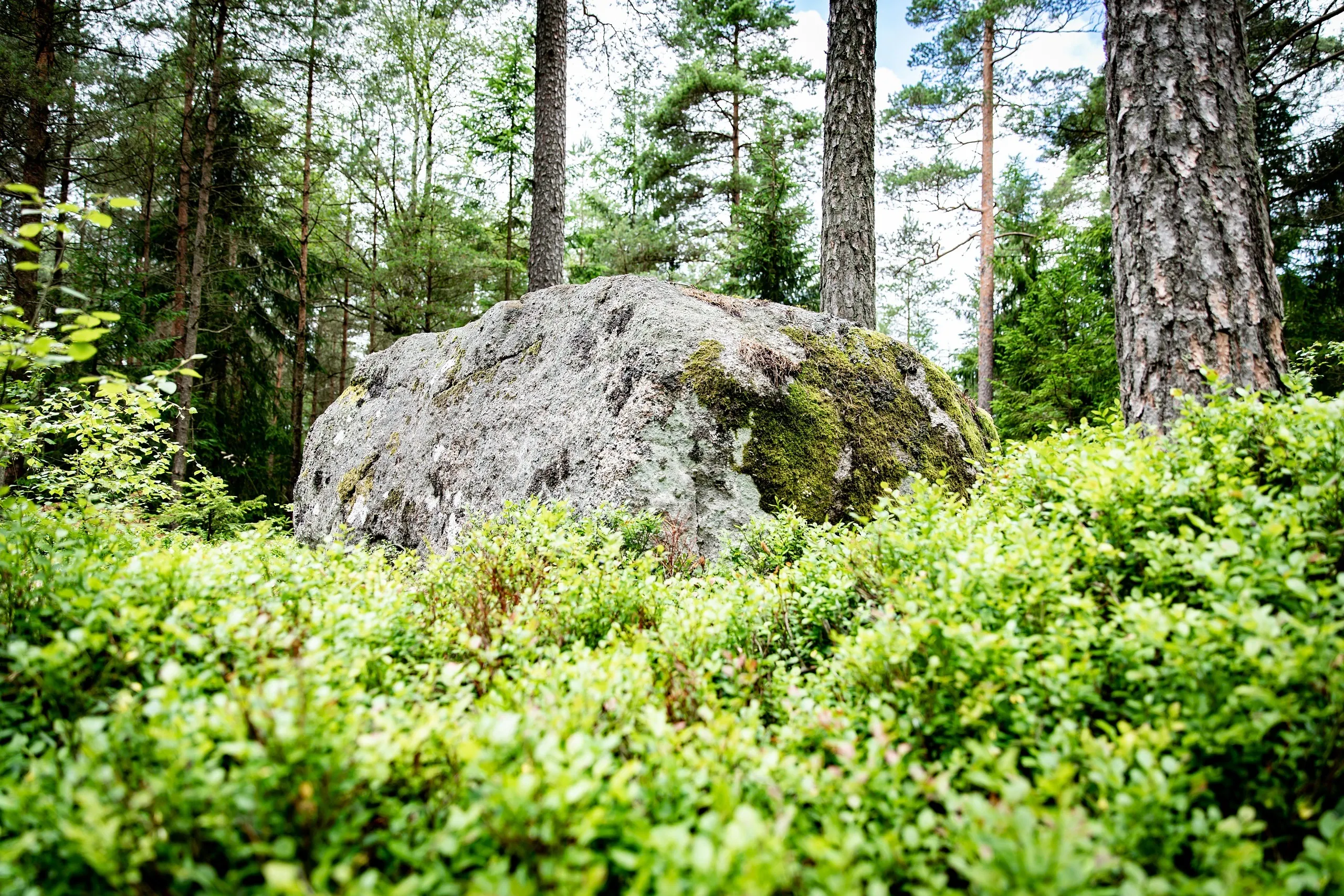 Stor sten i skog.