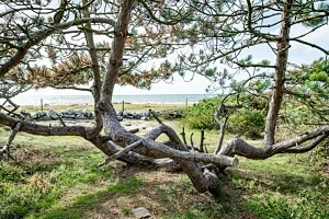 snirkliga träd vid havet