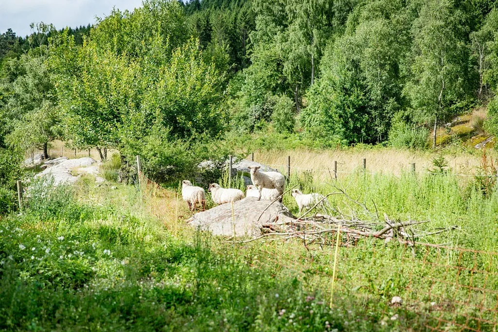 Får i hage.