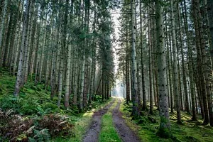 skogsväg och höga granar