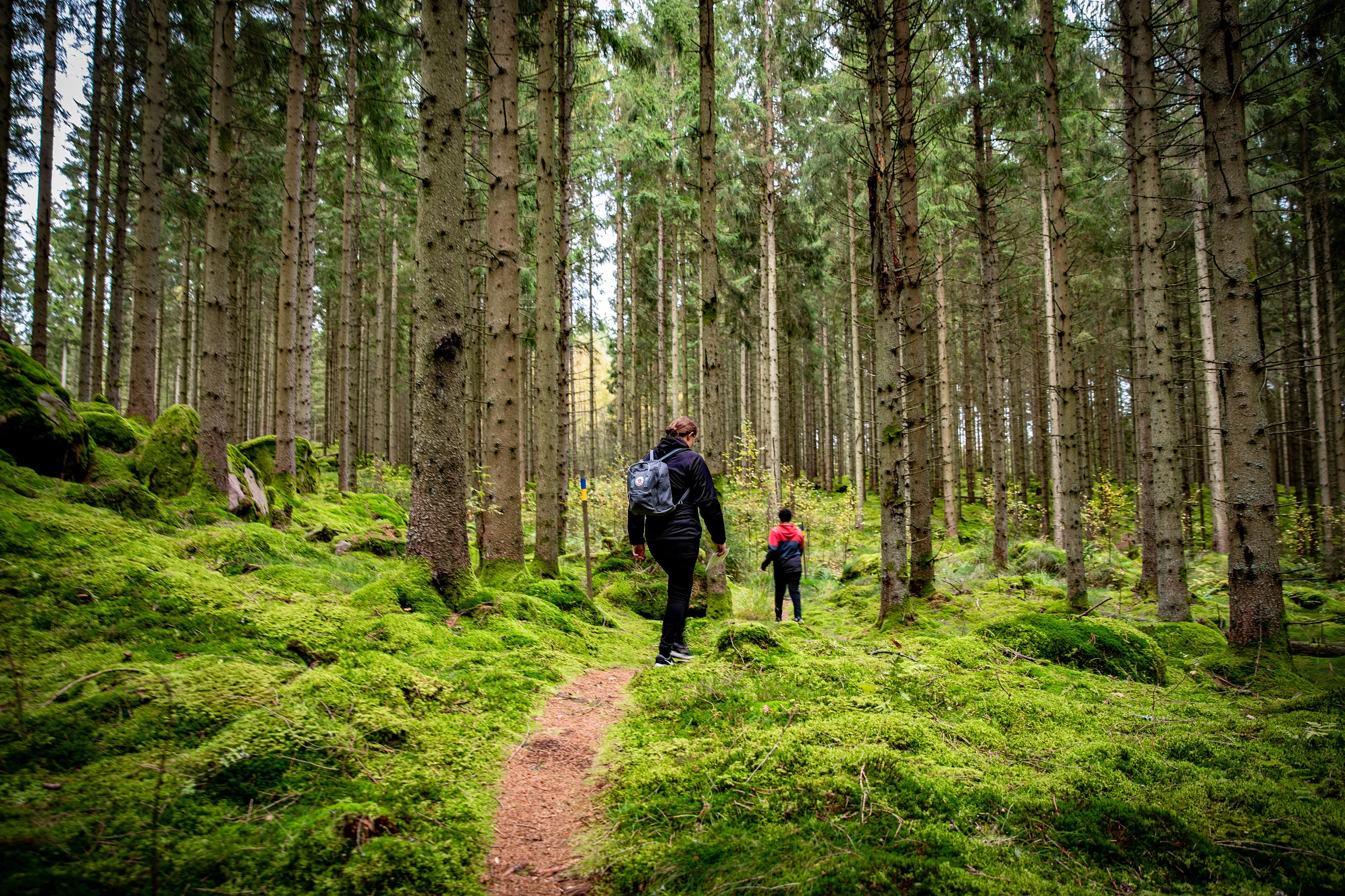 personer vandrar på stig i skog