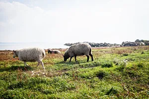 får som betar vid havet