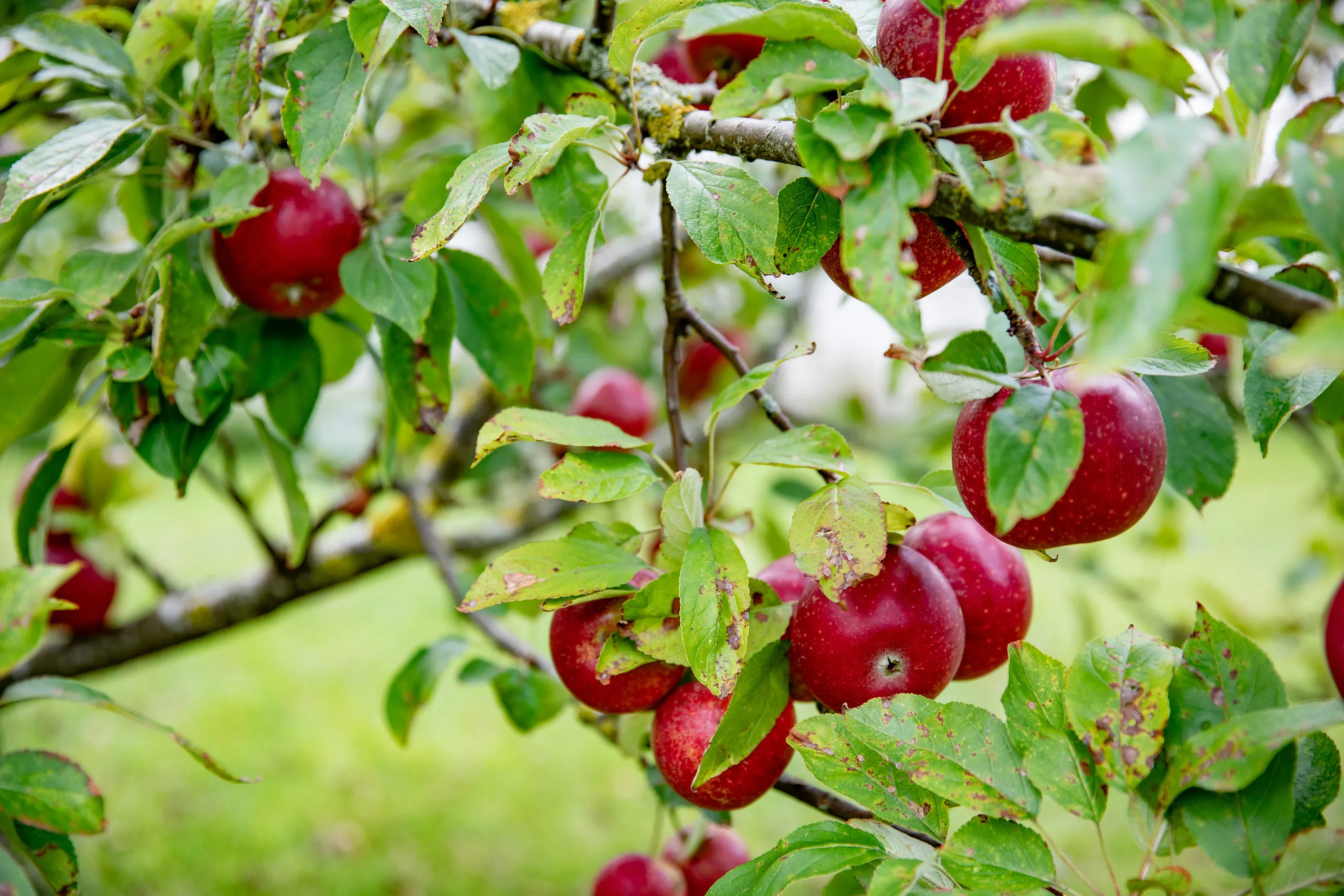 hule äpple