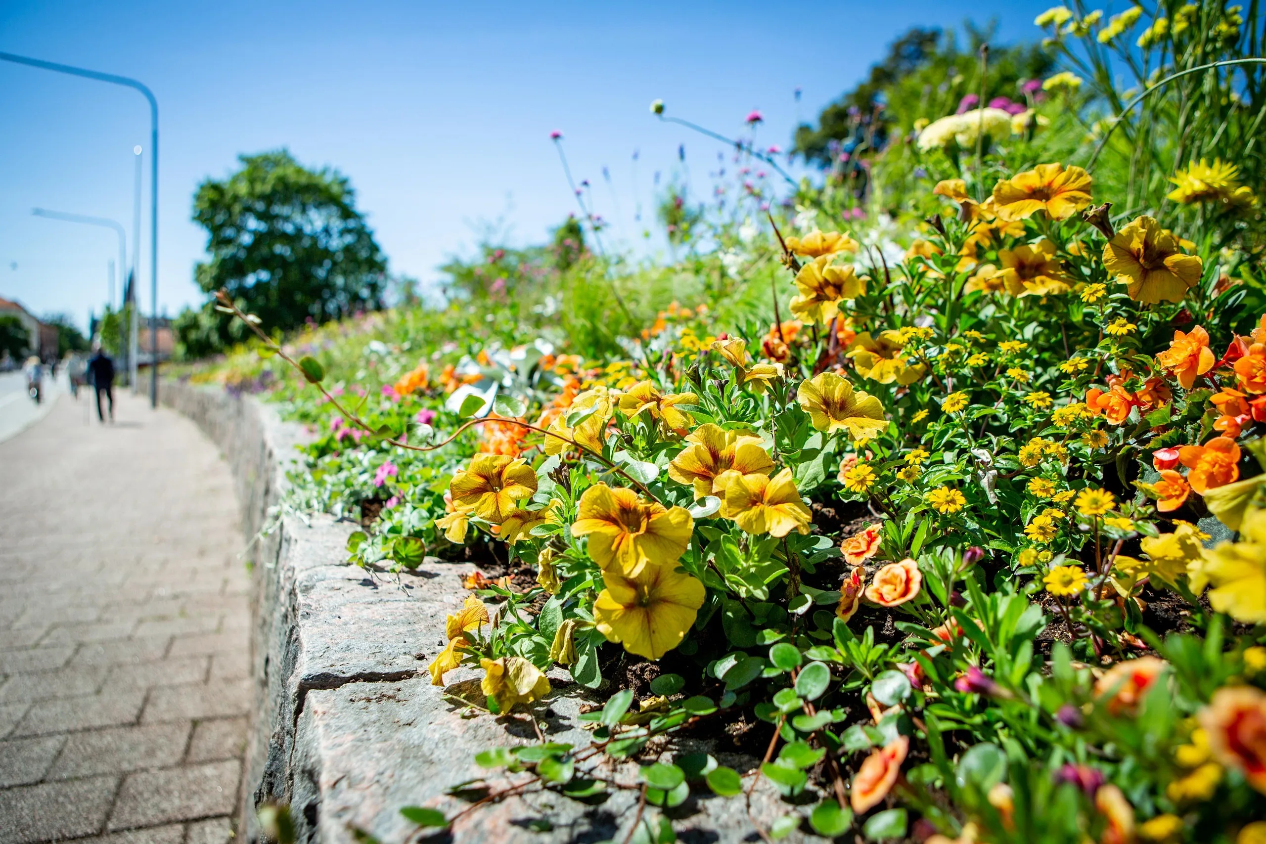 blommor i rabatt vid väg
