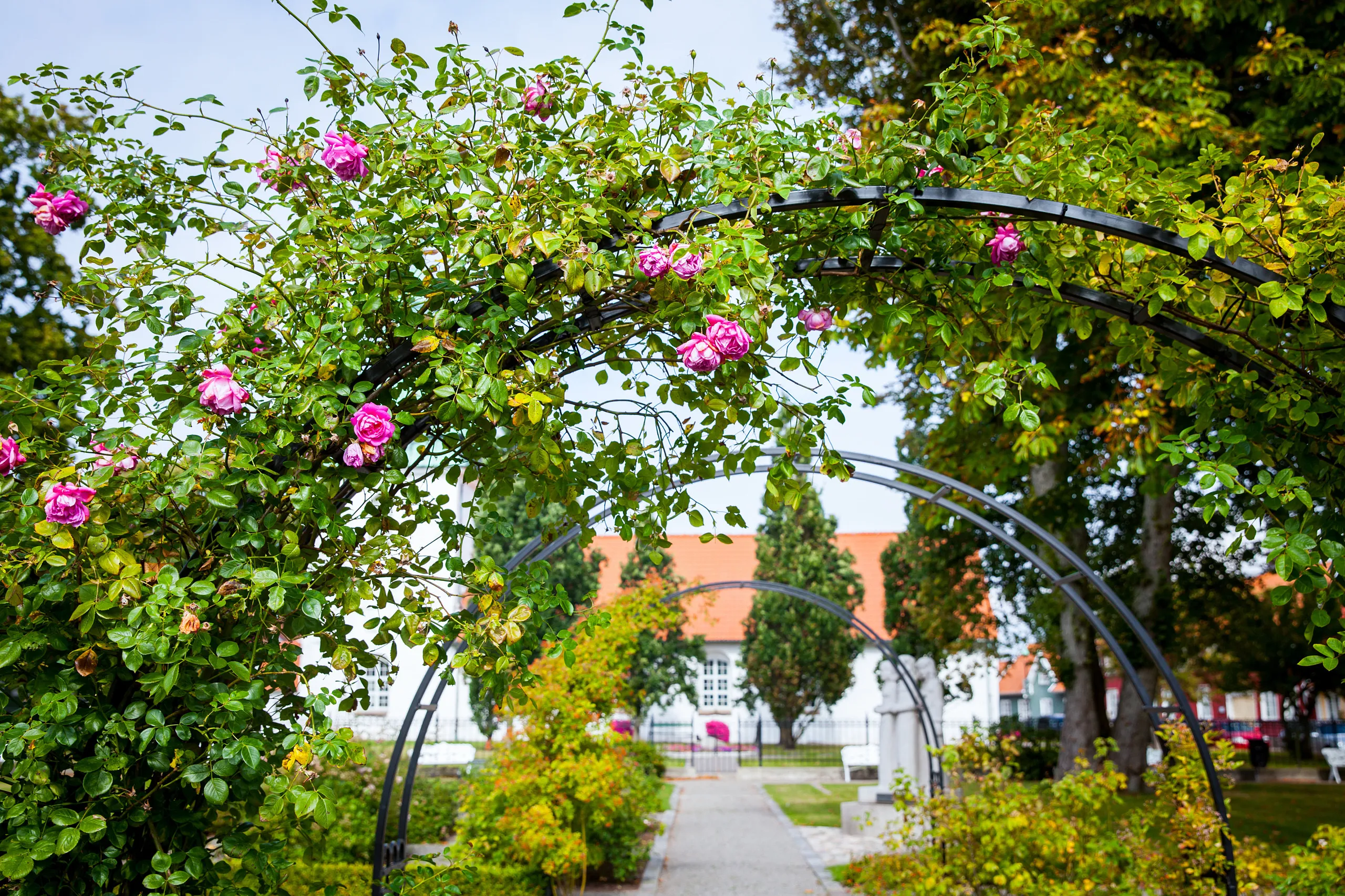 park med rosor framför kyrka