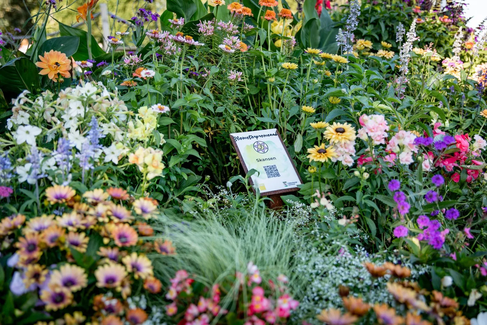 blomsterpromenad blommor skansen