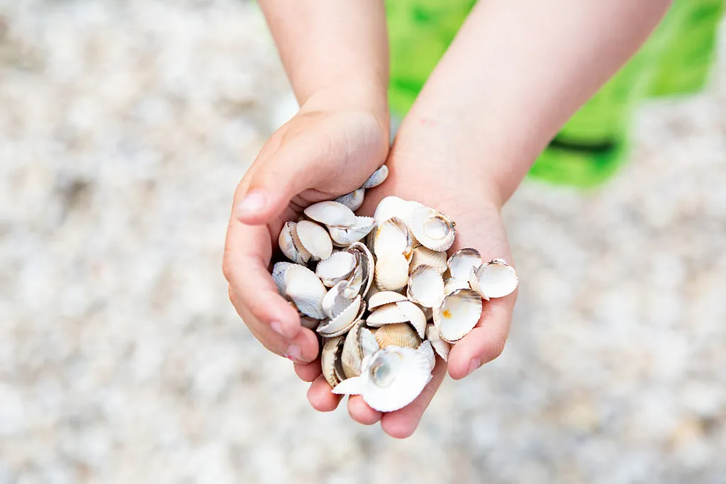 Barnhänder med snäckor i.