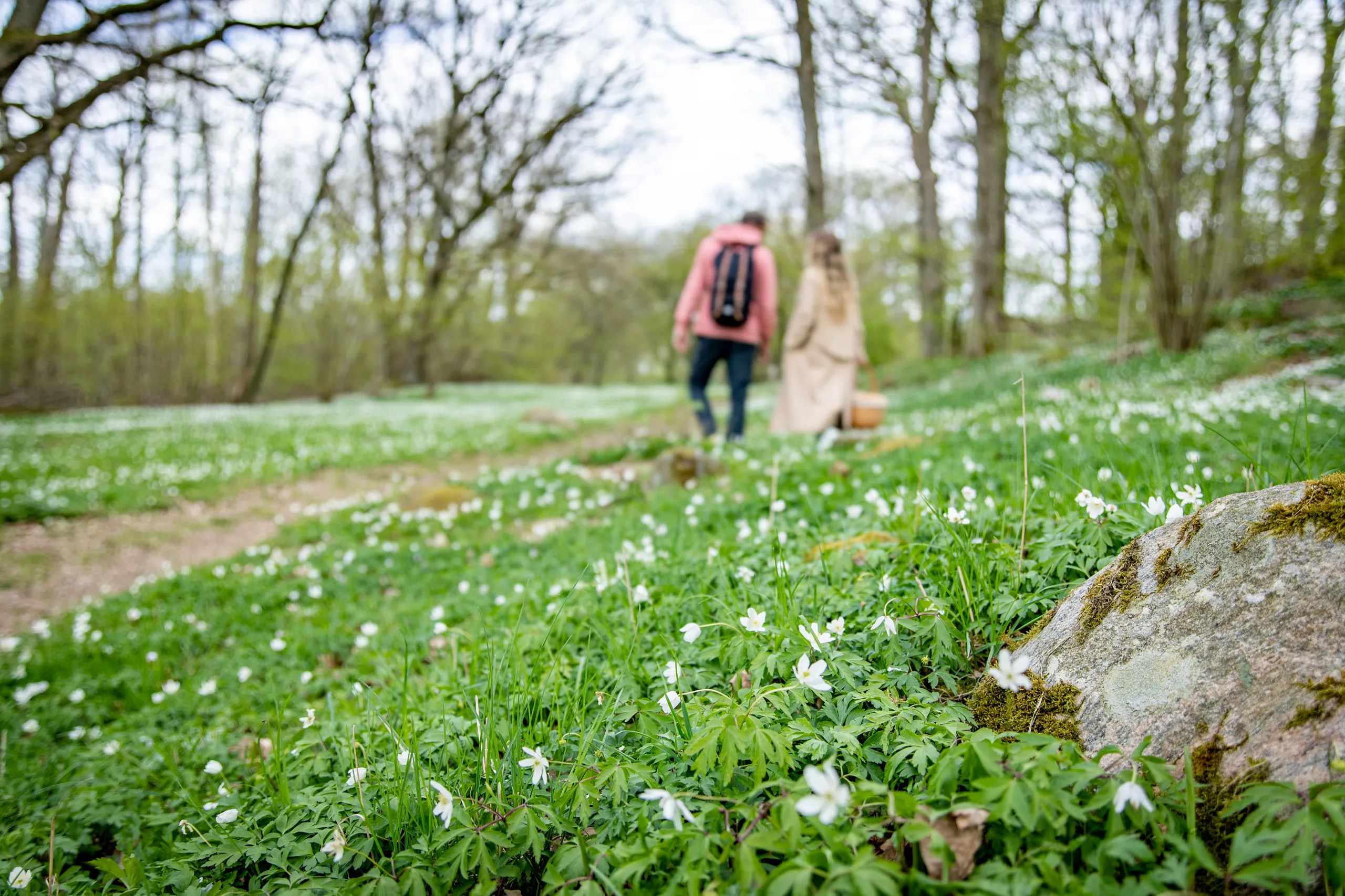 par som går i grönska med vitsippor