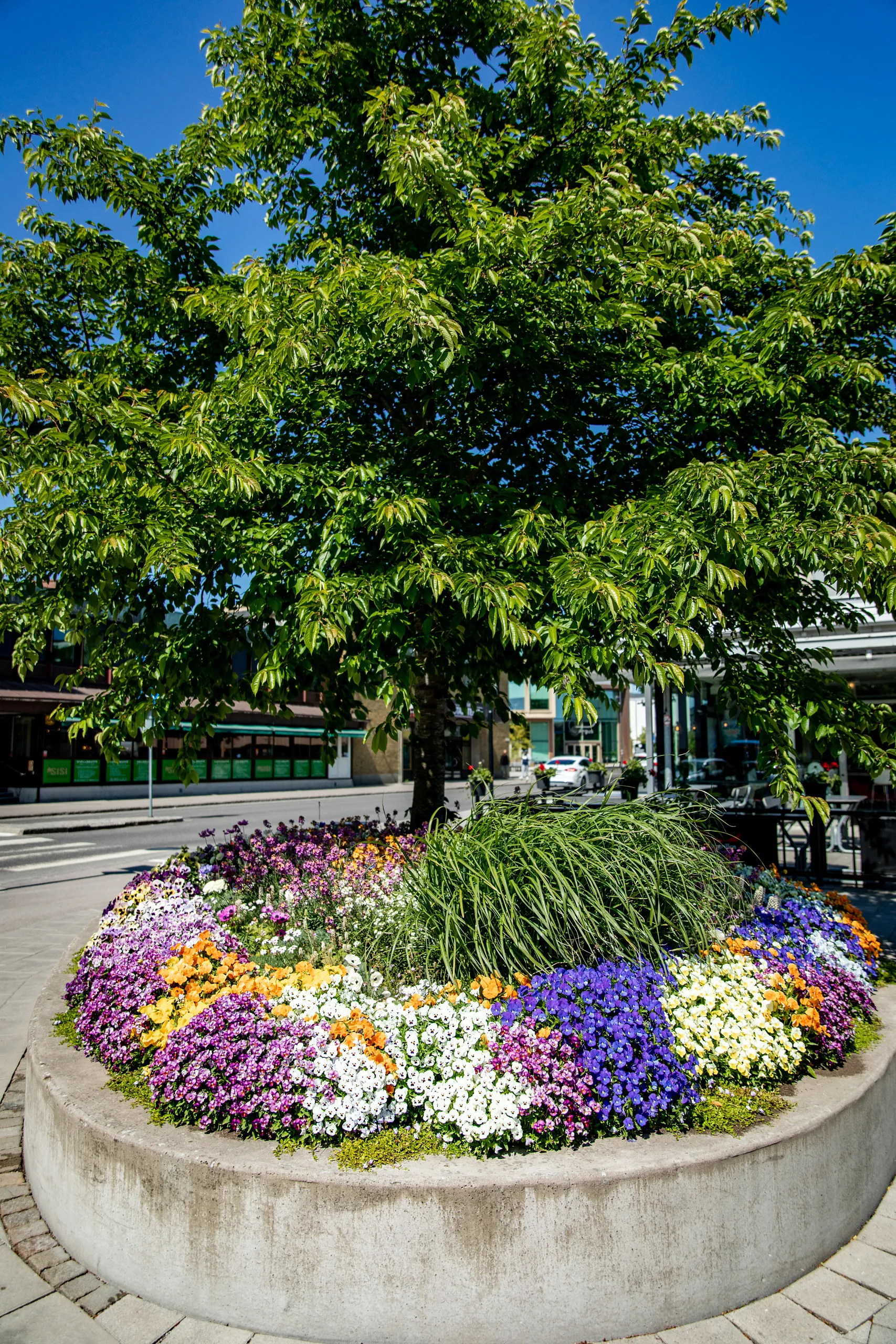 blomsterplantering med träd