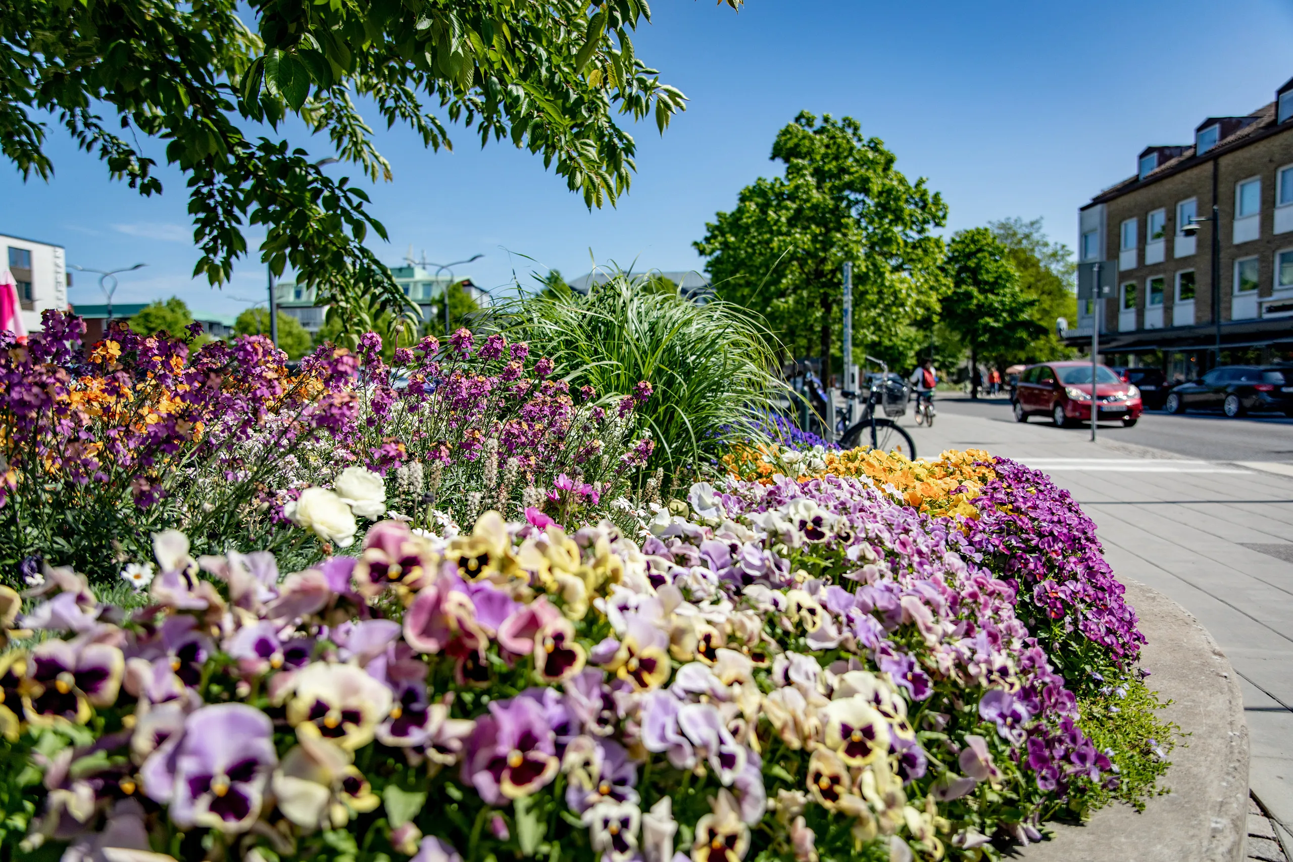 blommor i plantering