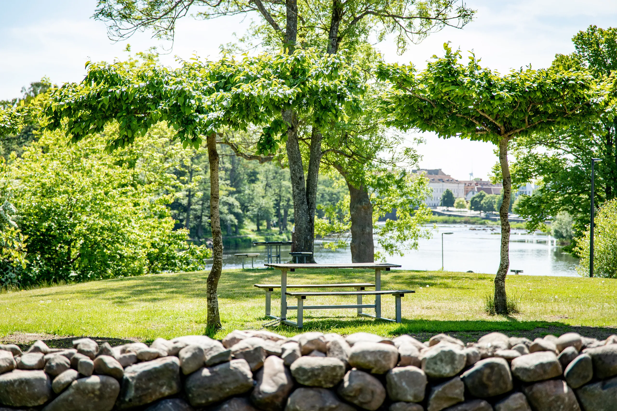 park med parasollträd vid bänk med utsikt över vatten