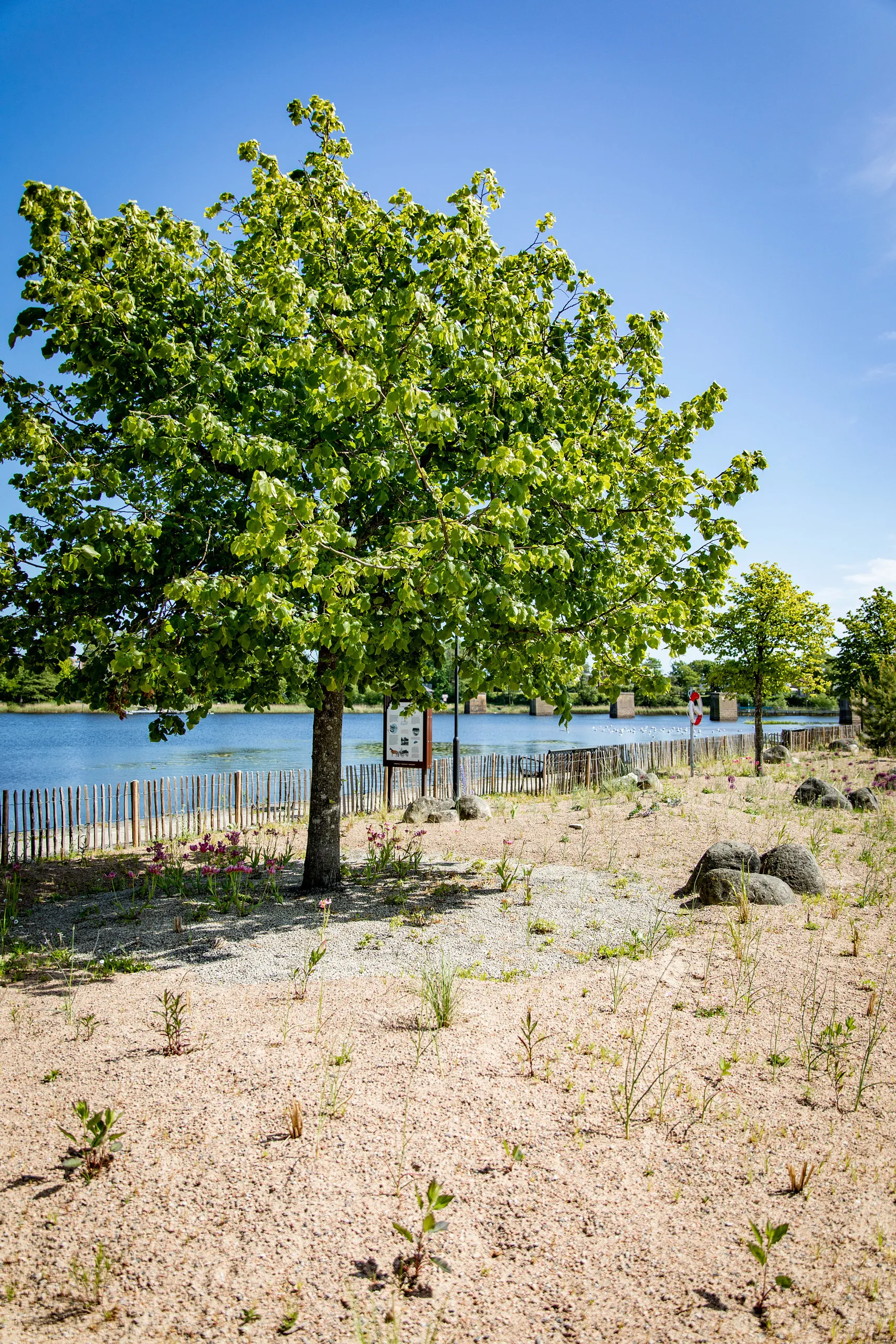 sandplantering vid vatten