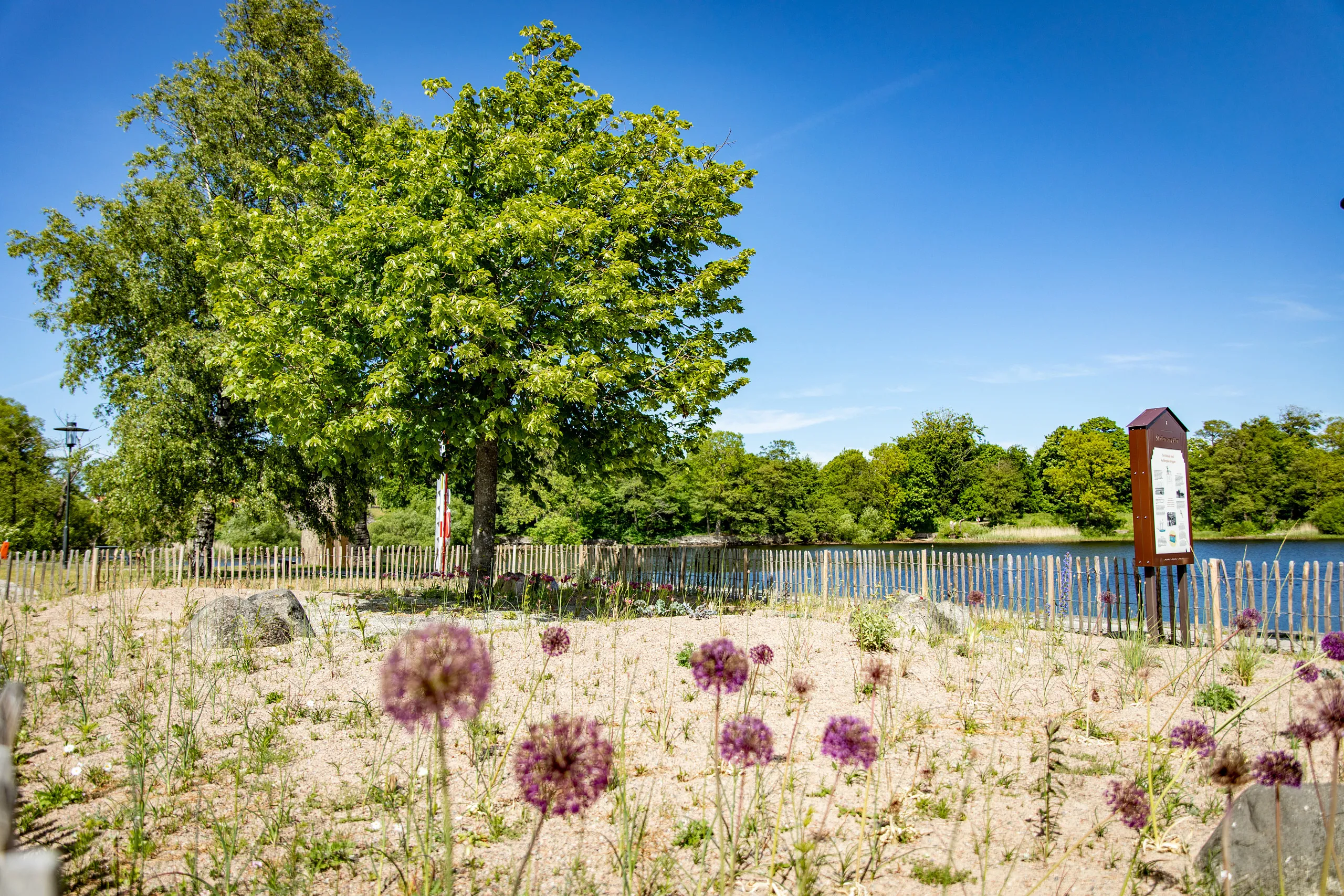 sandplantering vid vatten