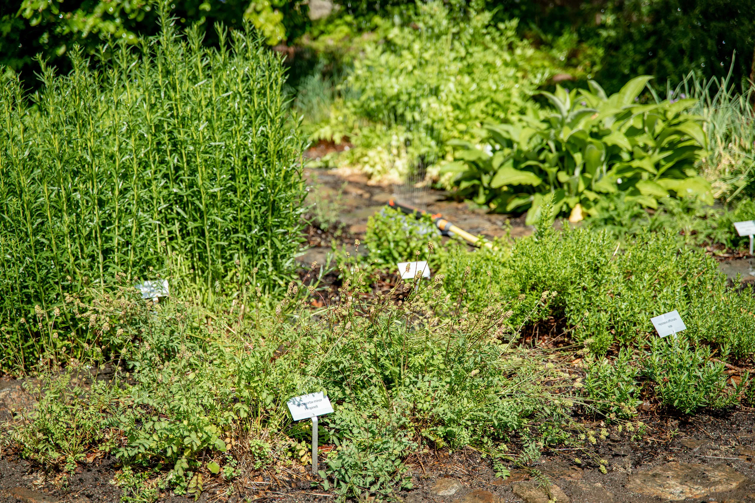kryddväxter i plantering