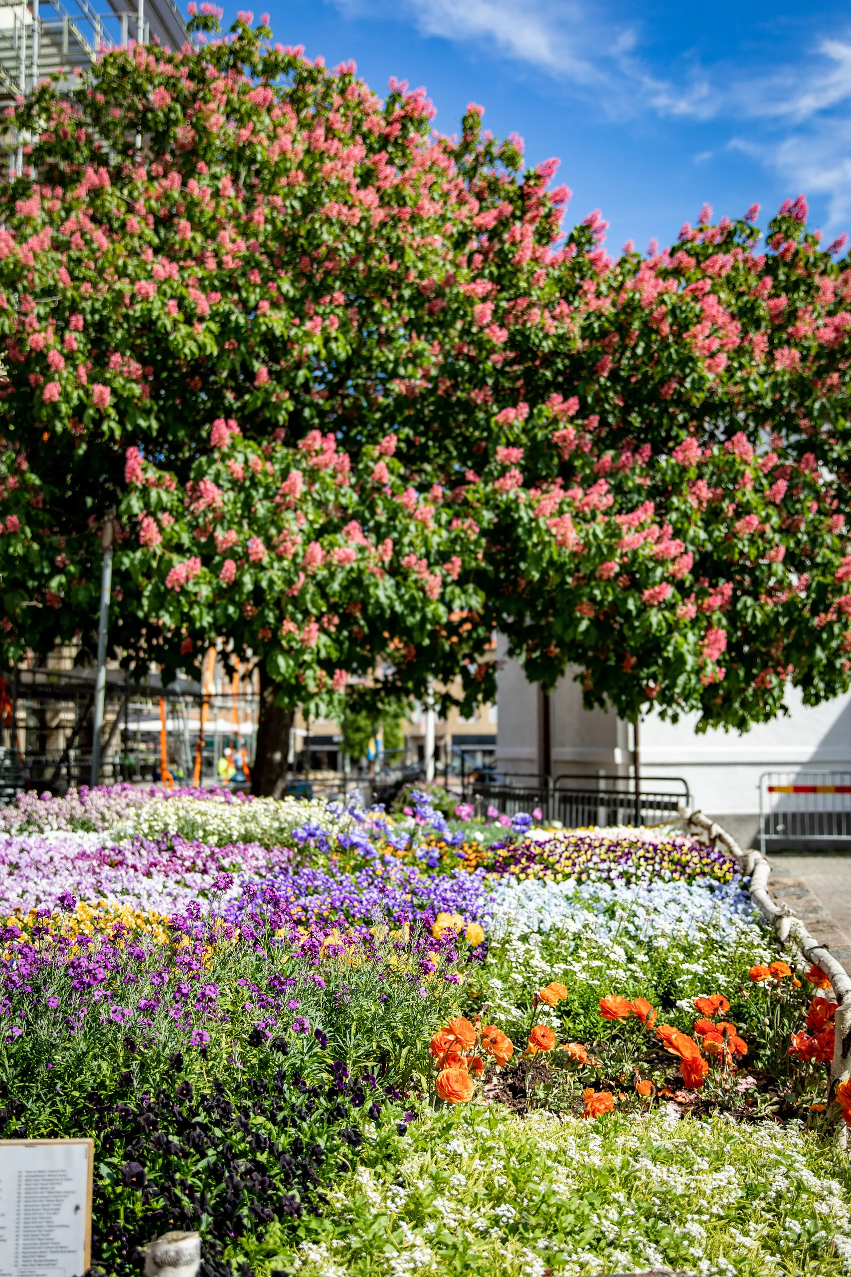 blomsterplantering
