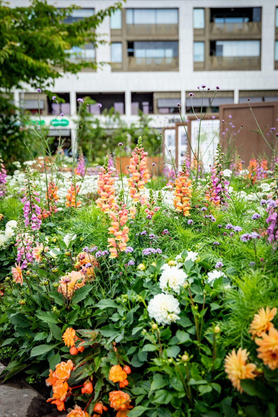 närbild på blommor på stortorget