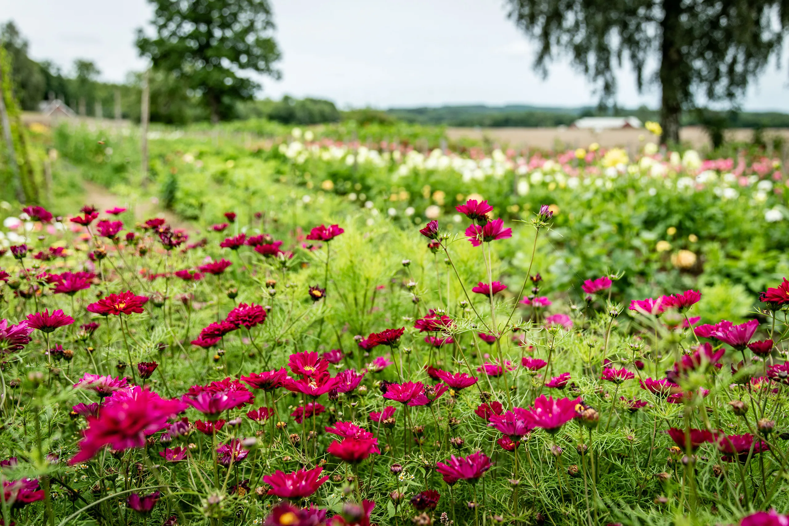 Blomsterodling