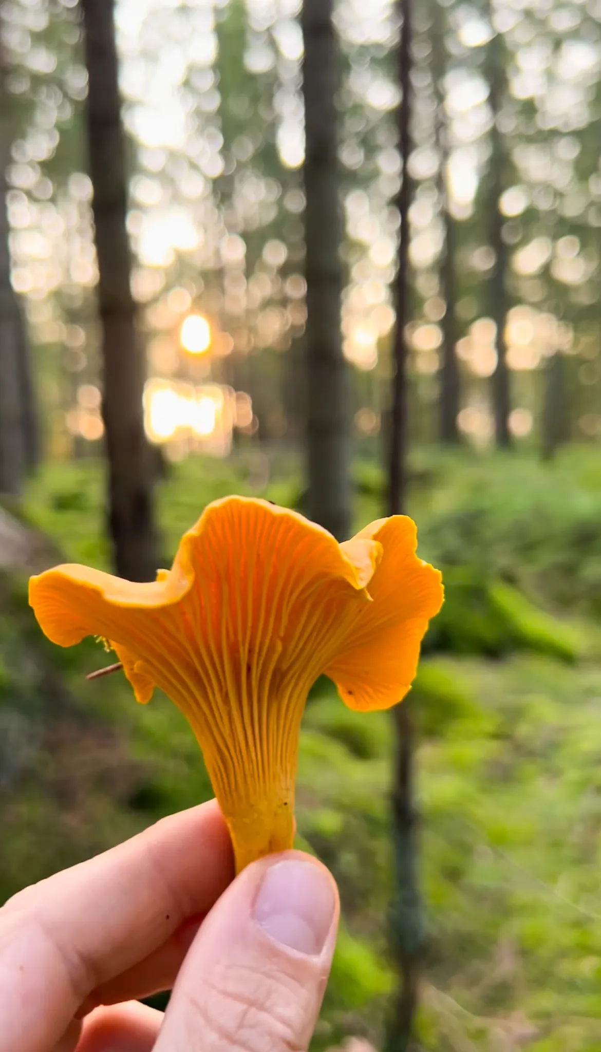 kantarell hålls upp i motljus i skog