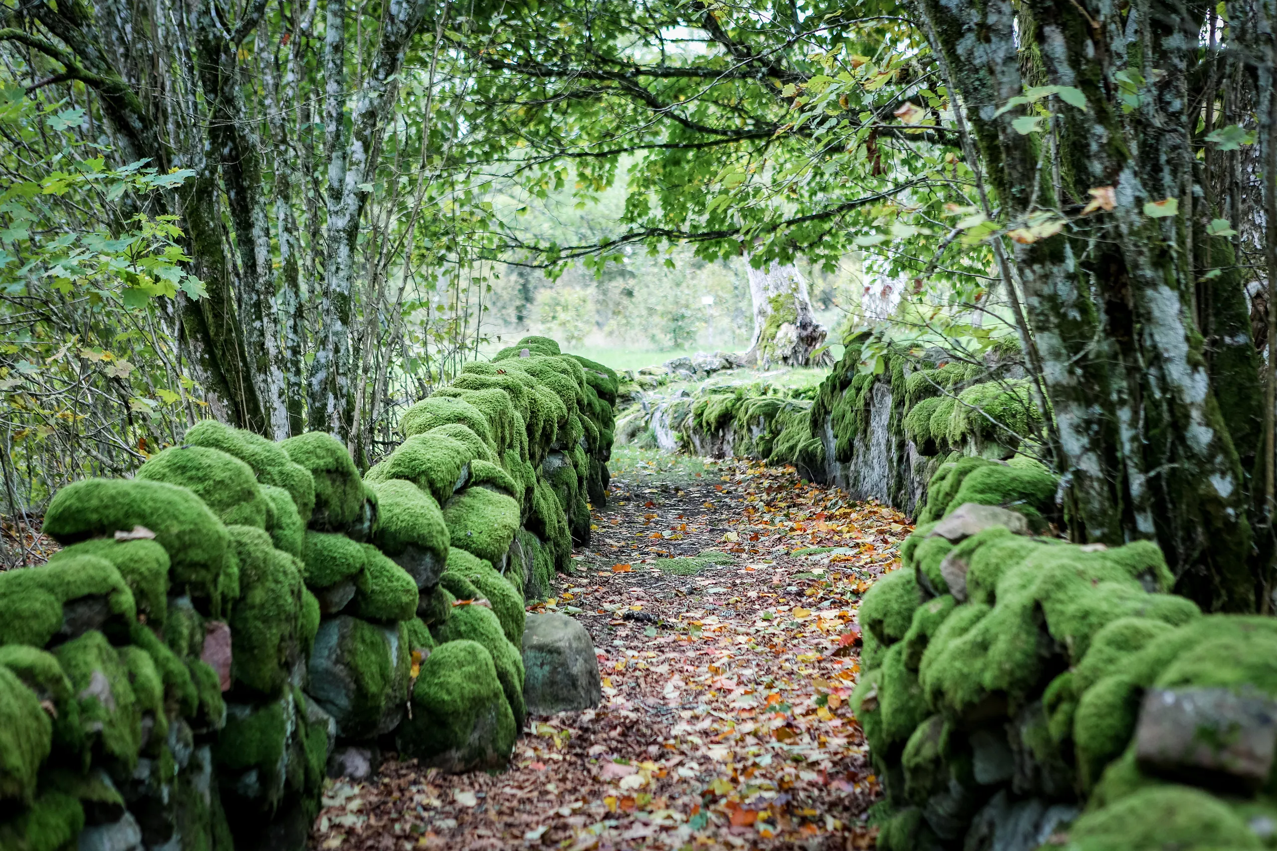 Mossbeväxta gärdesgårdar.