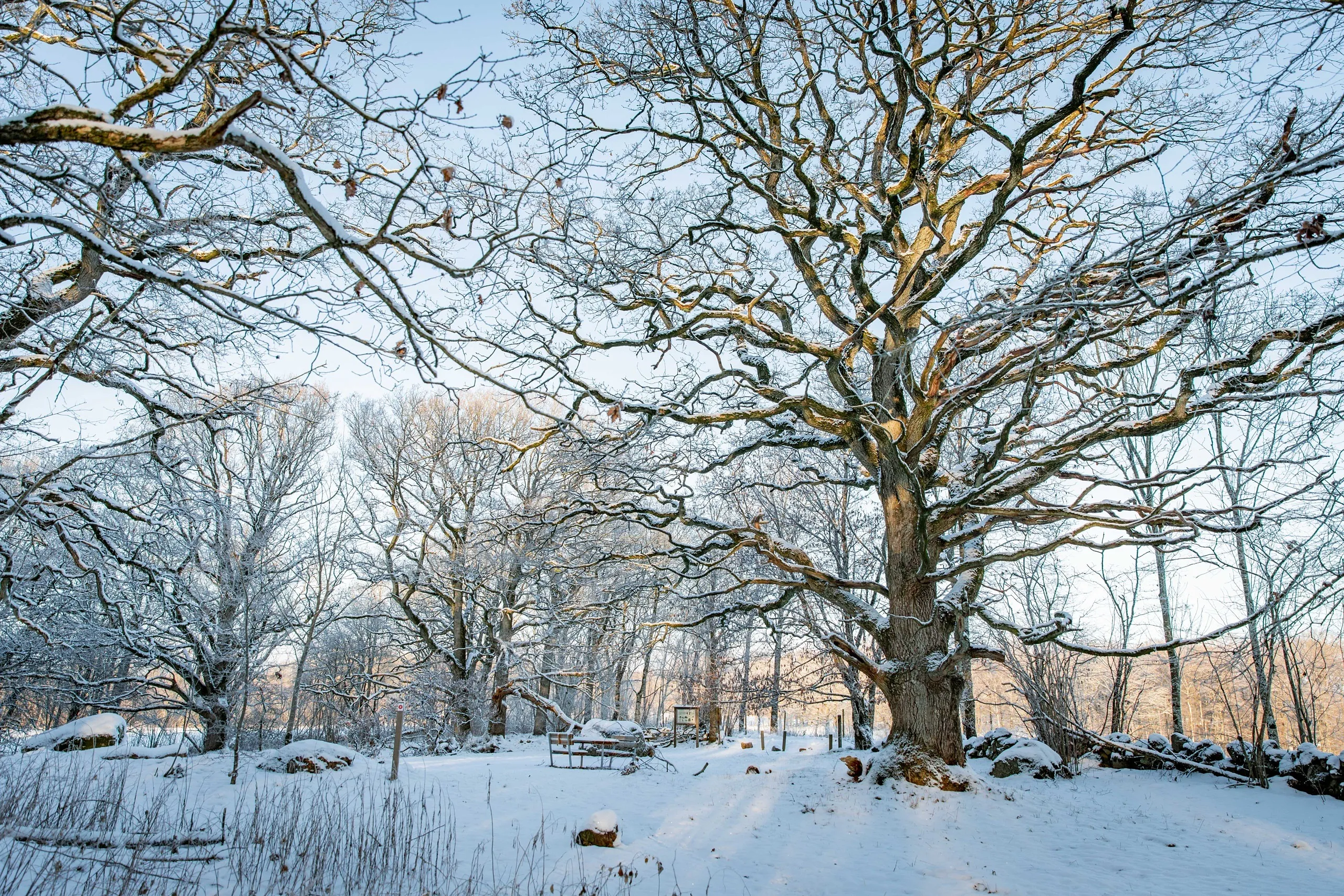 bengtesgårds äng vinter