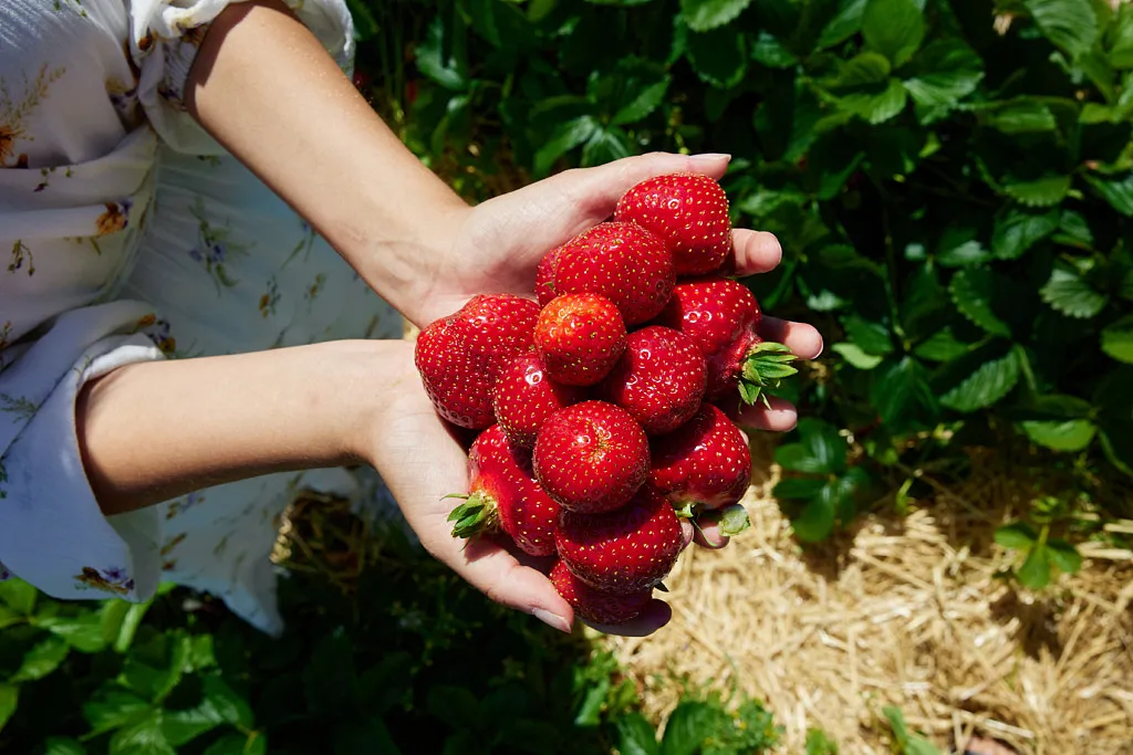 Stora Berg Selbstpflücker
