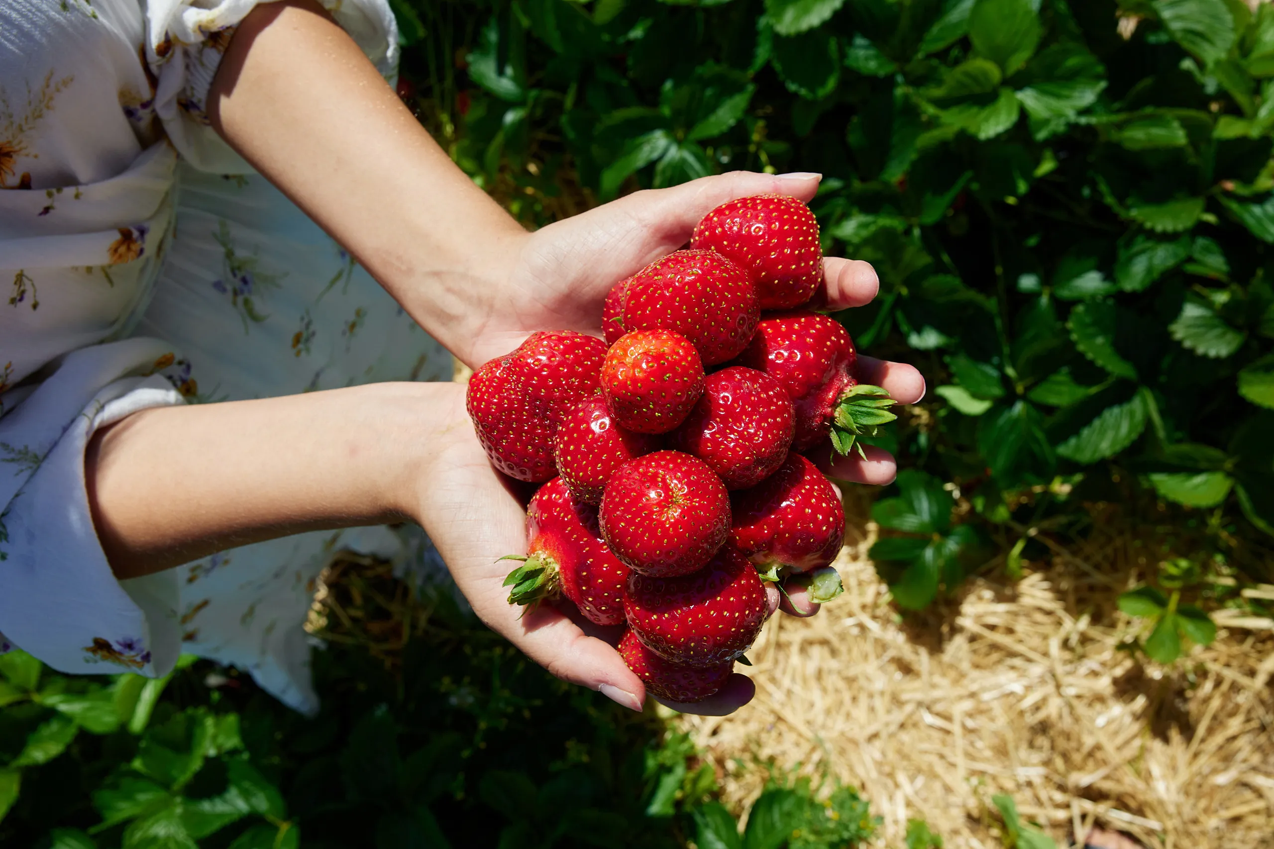jordgubbar stora berg